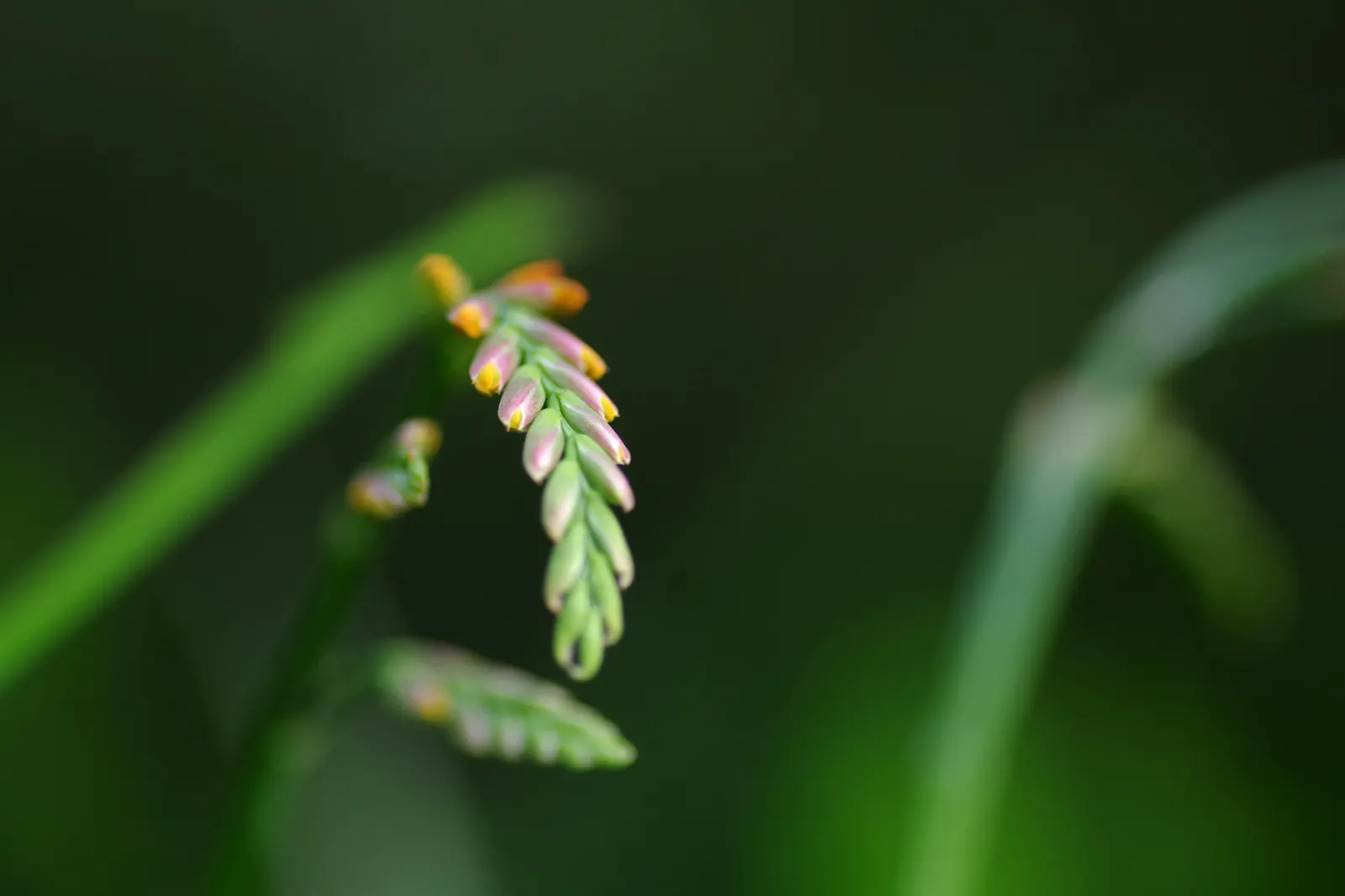 Montbretia (Crocosmia X `Emily Mckenzie`) — though it may benefit from regular watering during dry spells; reaches up to 2-3 feet in height and, image 94