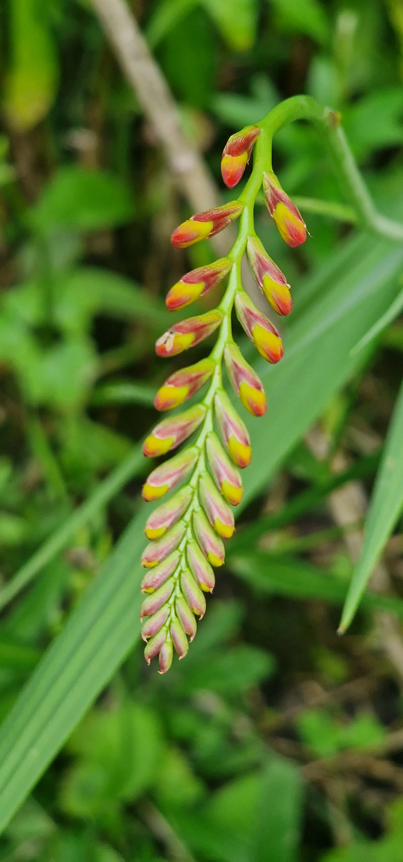 Montbretia (Crocosmia X `Emily Mckenzie`) — Commonly known as Montbretia; montbretia 'Emily McKenzie' is a striking perennial, image 86