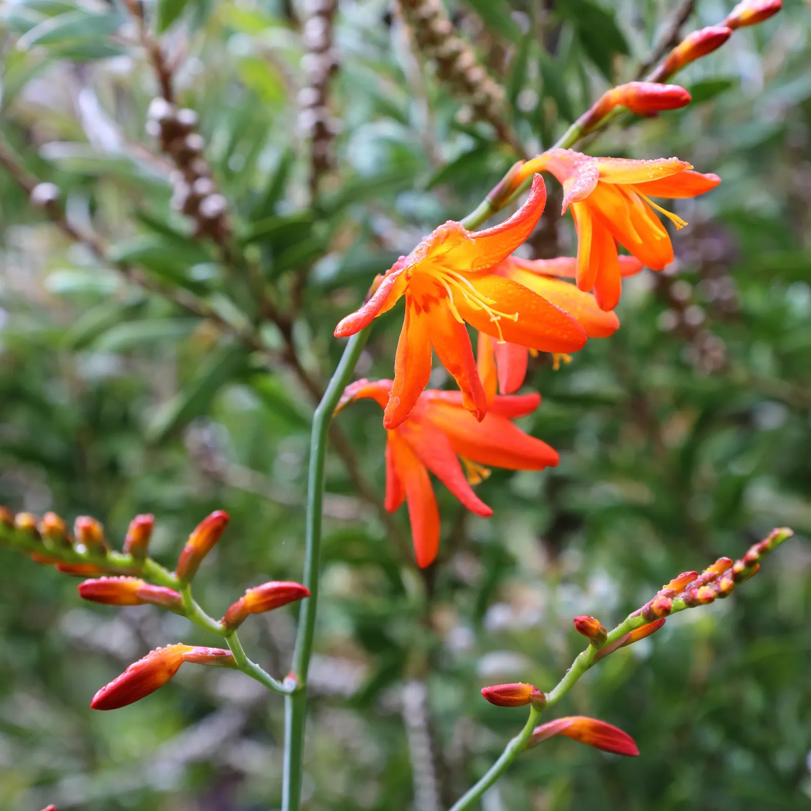 Montbretia (Crocosmia X `Emily Mckenzie`) — boasting vibrant orange flowers with a red eye