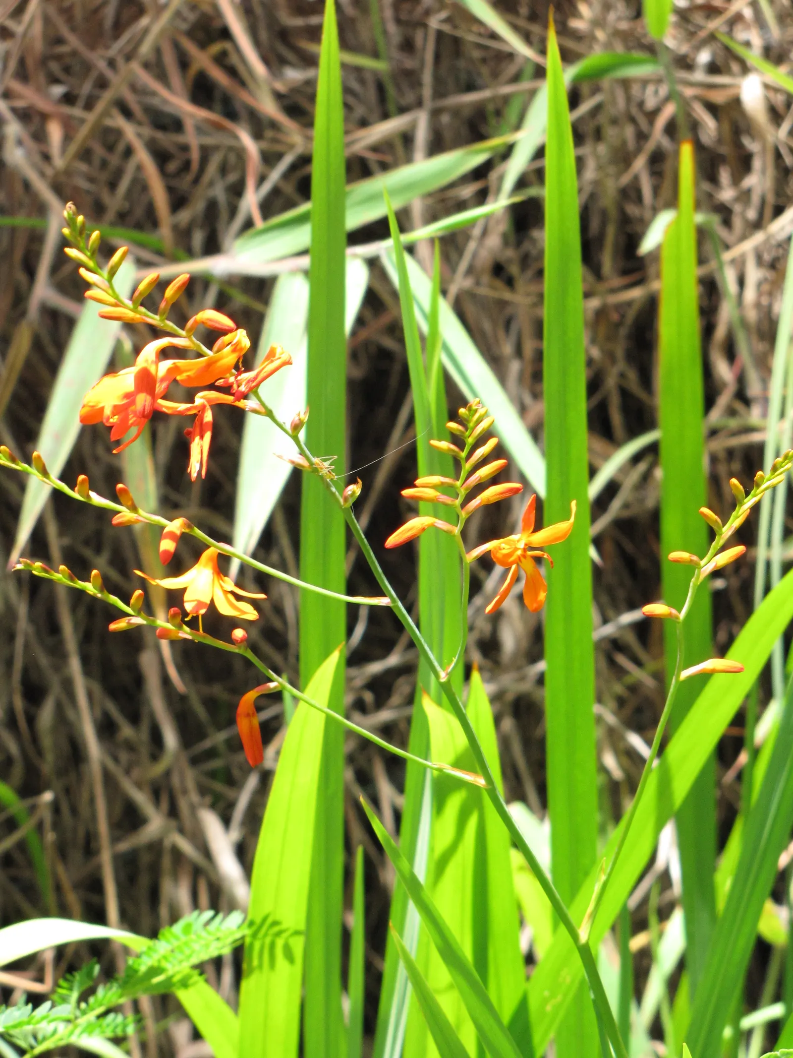 Montbretia (Crocosmia X `Emily Mckenzie`) — Thrives in full sun to partial shade and well-drained soil; bulb / perennial with orange blooms