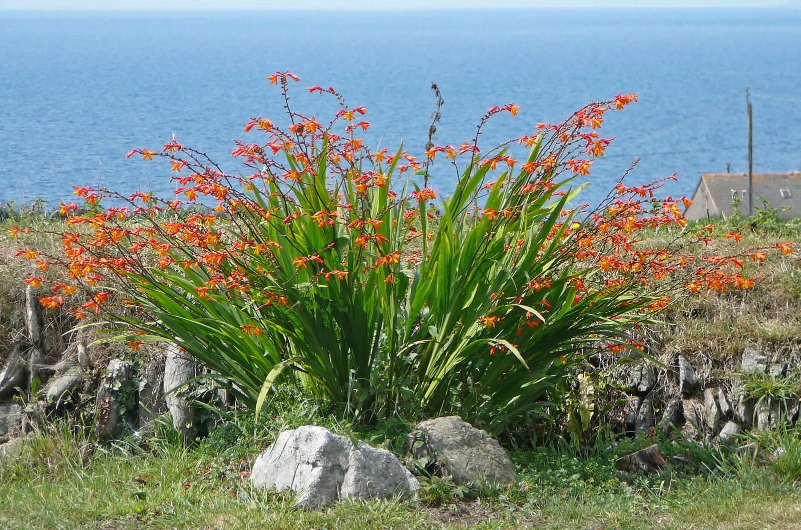 Montbretia (Crocosmia X `Emily Mckenzie`) — Mulching can assist in retaining soil moisture and keeping roots cool.<br><br>For the landscape designer; each