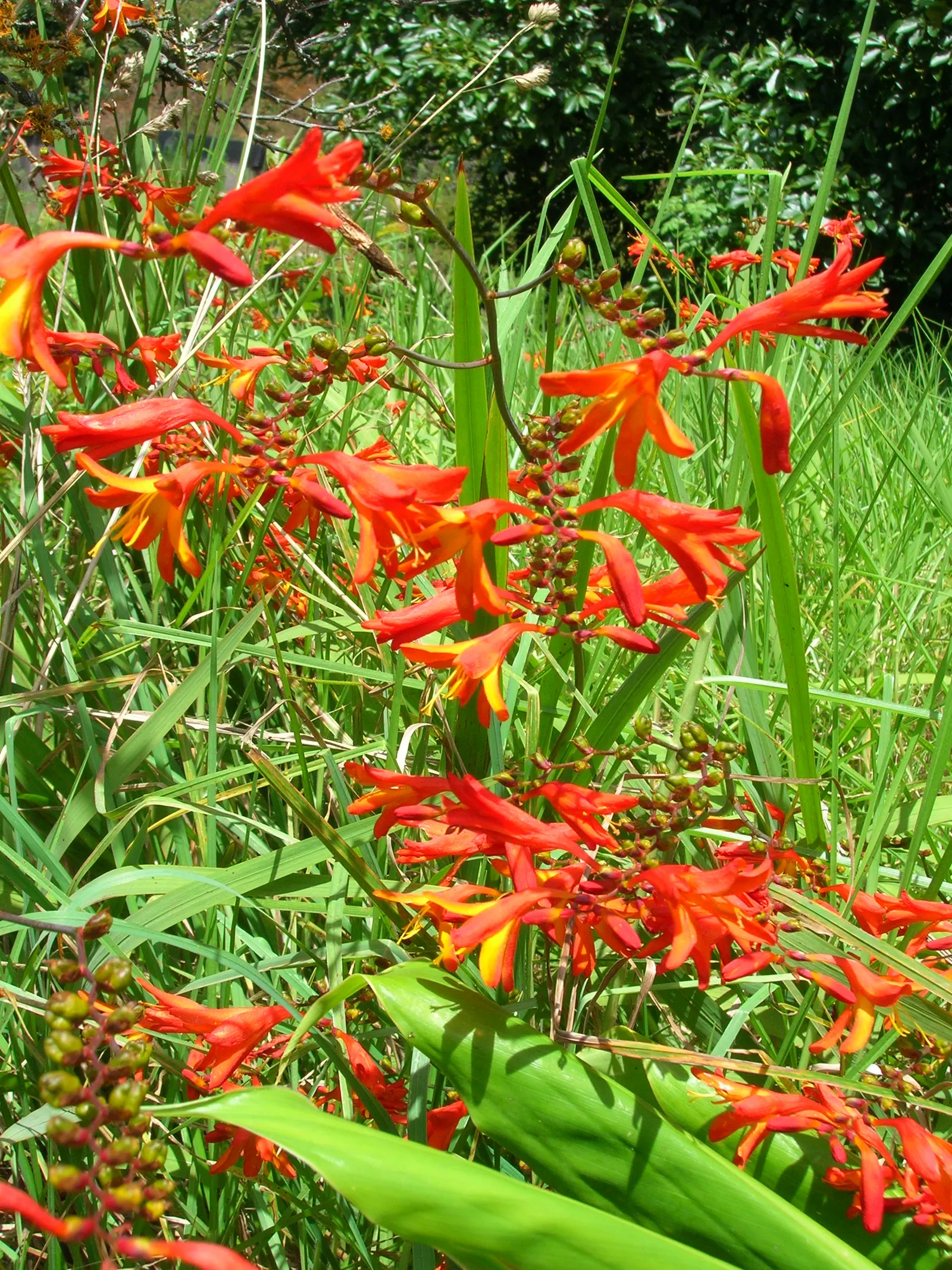 Montbretia (Crocosmia X `Emily Mckenzie`) — Thrives in full sun to partial shade and well-drained soil; bulb / perennial with orange blooms, image 56