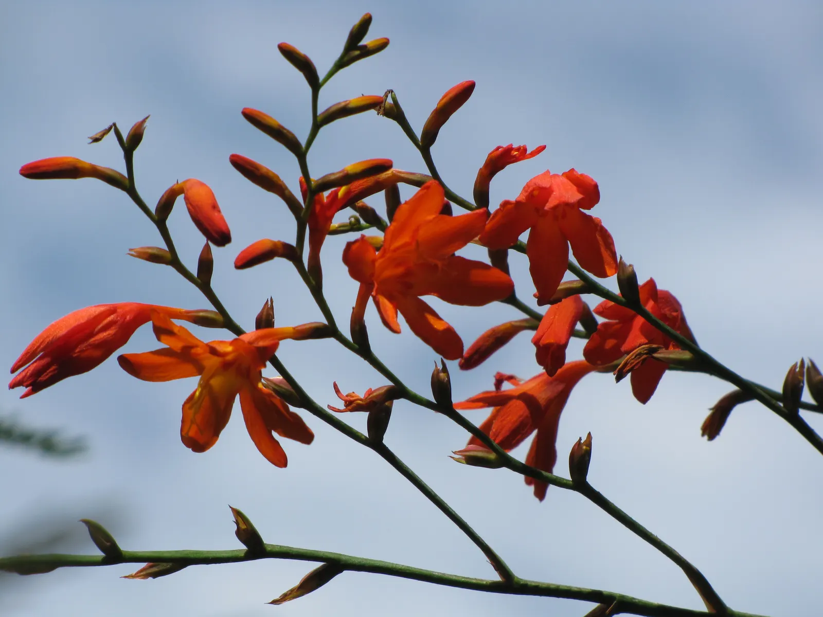 Montbretia (Crocosmia X `Emily Mckenzie`) — making it a captivating feature in beds