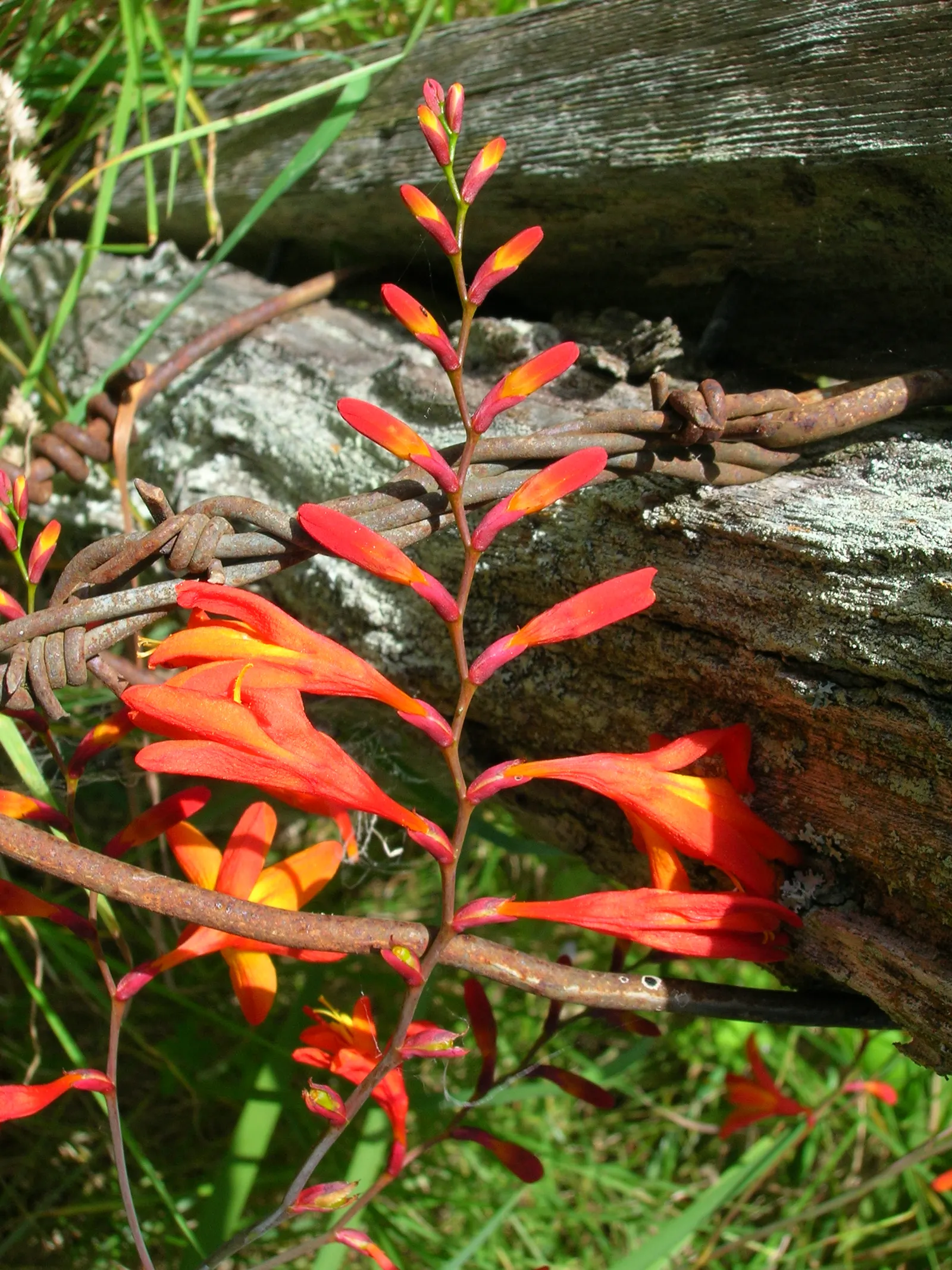 Montbretia (Crocosmia X `Emily Mckenzie`) — Montbretia 'Emily McKenzie' is a striking perennial; thrives in full sun to partial shade and, image 79