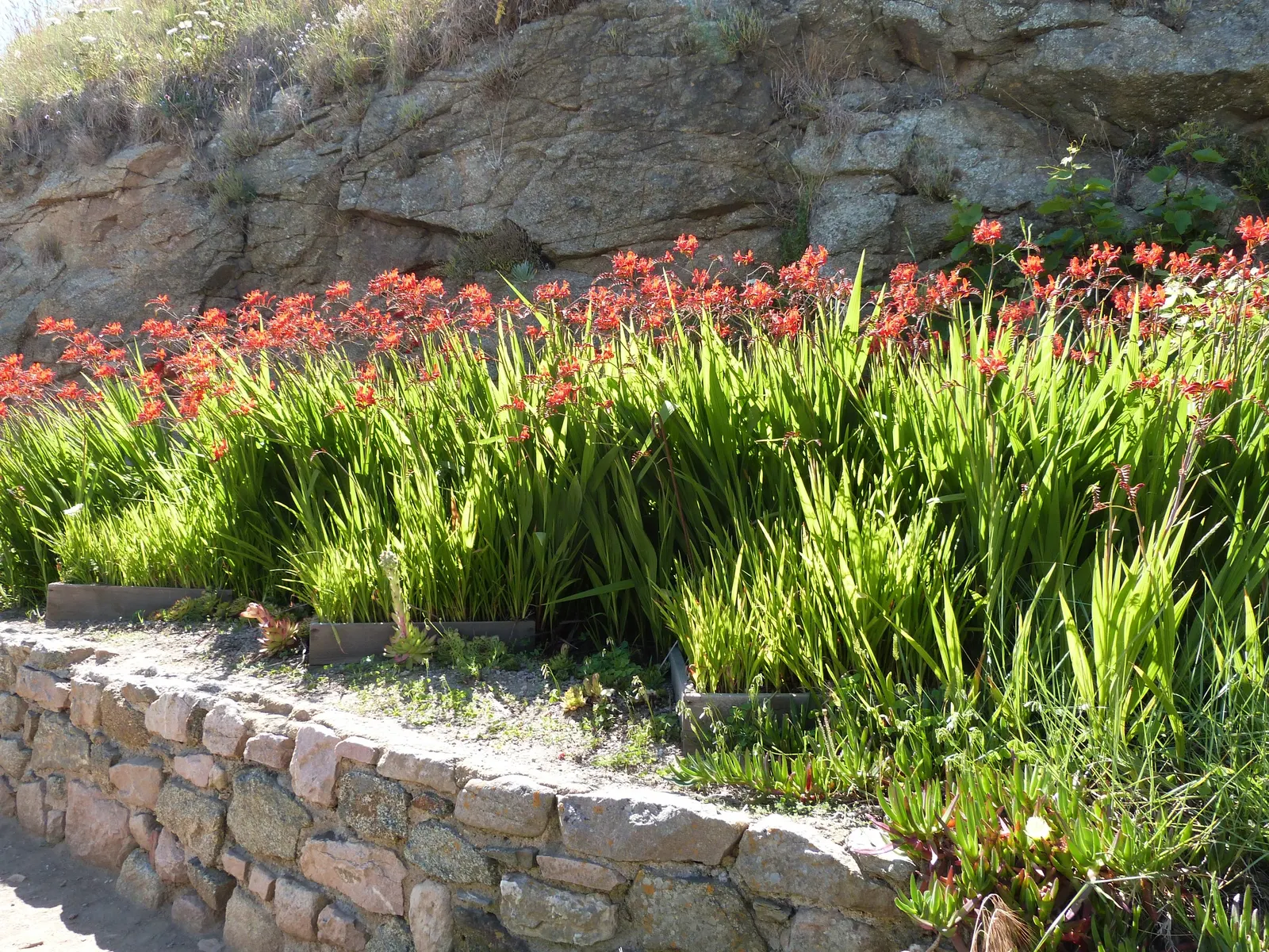Montbretia (Crocosmia X `Emily Mckenzie`) — orange flowers in the garden