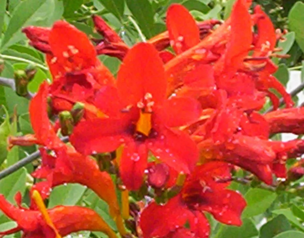 Montbretia (Crocosmia X `Emily Mckenzie`) — ensuring a commanding presence from midsummer to early fall.<br><br>Hardy in USDA zones 5 through 9