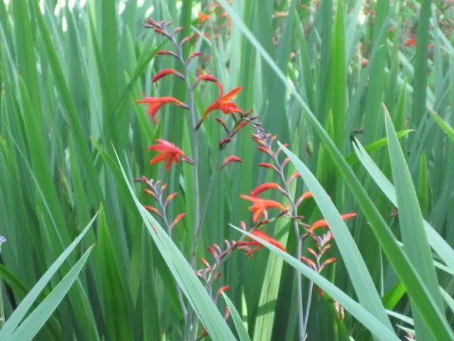 Montbretia (Crocosmia X `Emily Mckenzie`) — this cultivar shines with its distinctive; commonly known as Montbretia