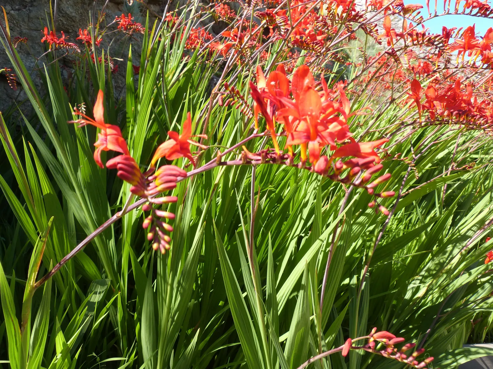 Montbretia (Crocosmia X `Emily Mckenzie`) — `Emily McKenzie` thrives in full sun to partial shade and prefers well-drained