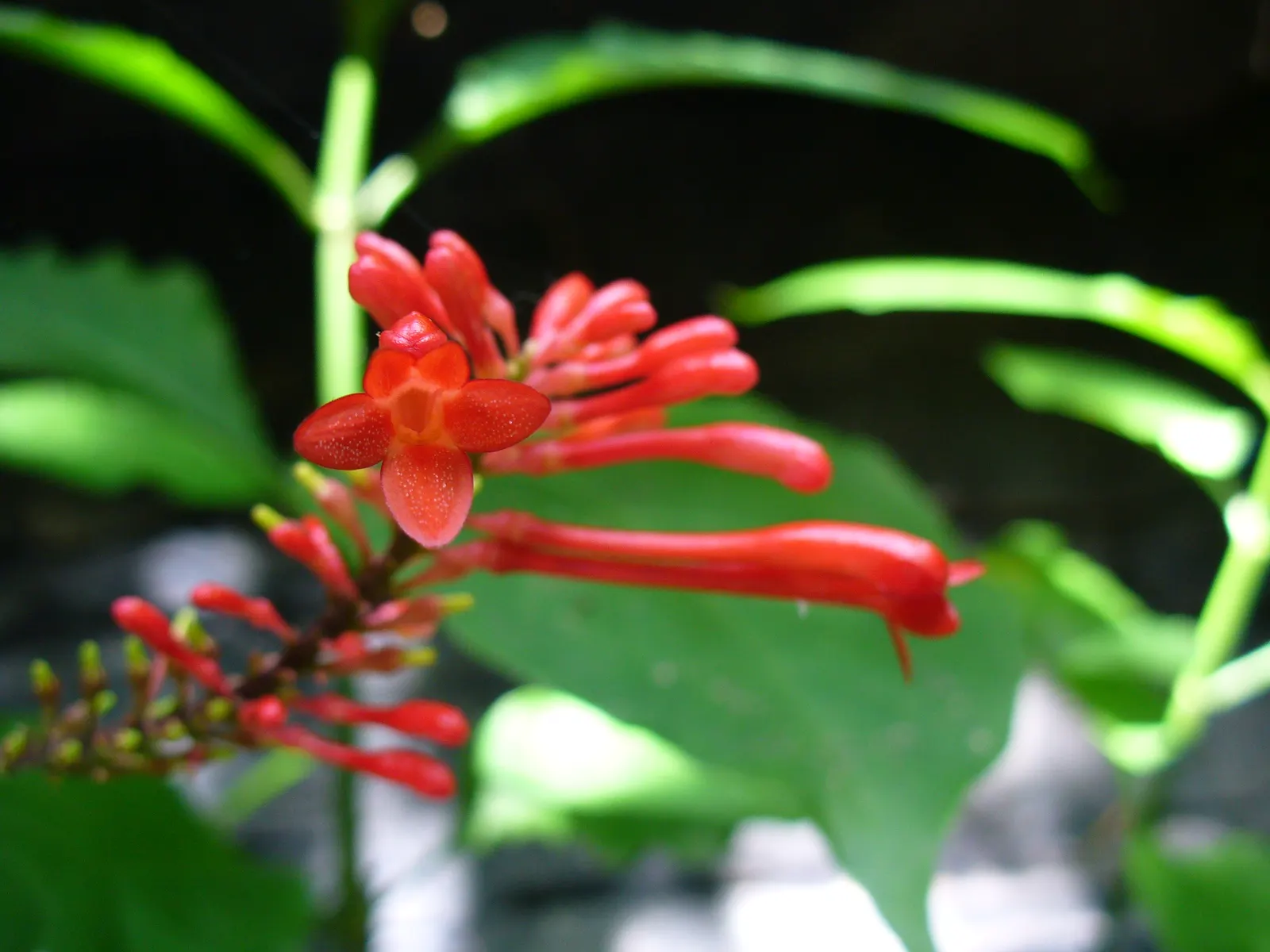 Montbretia (Crocosmia X `Emily Mckenzie`) — Reaches up to 2-3 feet in height and spreads 1-2 feet, perfect for borders and as accent plants, image 57