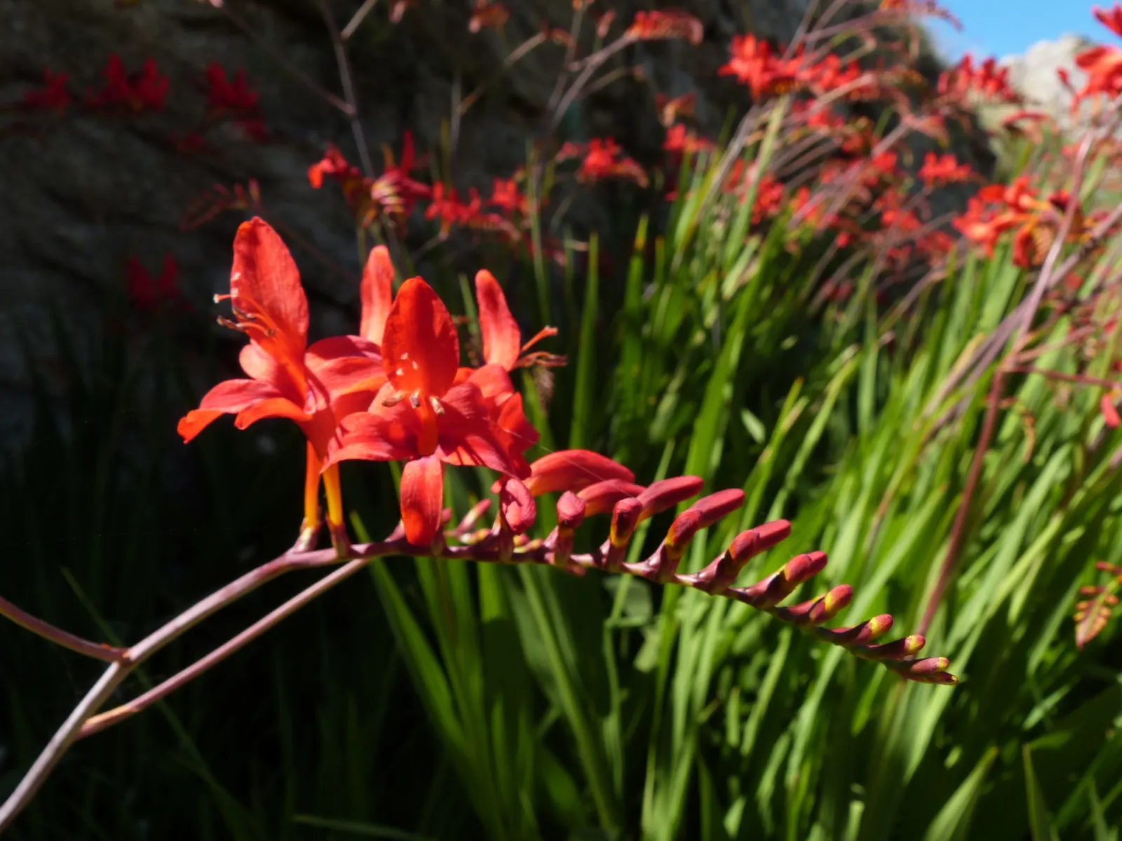 Montbretia (Crocosmia X `Emily Mckenzie`) — `Emily McKenzie` thrives in full sun to partial shade and prefers well-drained; mulching can assist in retaining