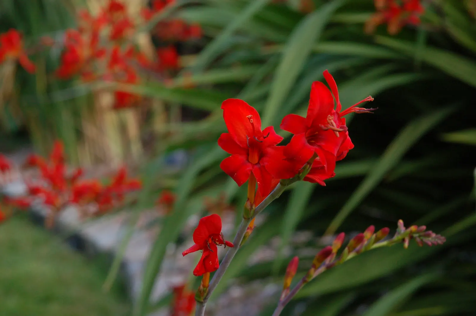 Montbretia (Crocosmia X `Emily Mckenzie`) — ensuring a commanding presence from midsummer to early fall.<br><br>Hardy in USDA zones 5 through 9, image 65