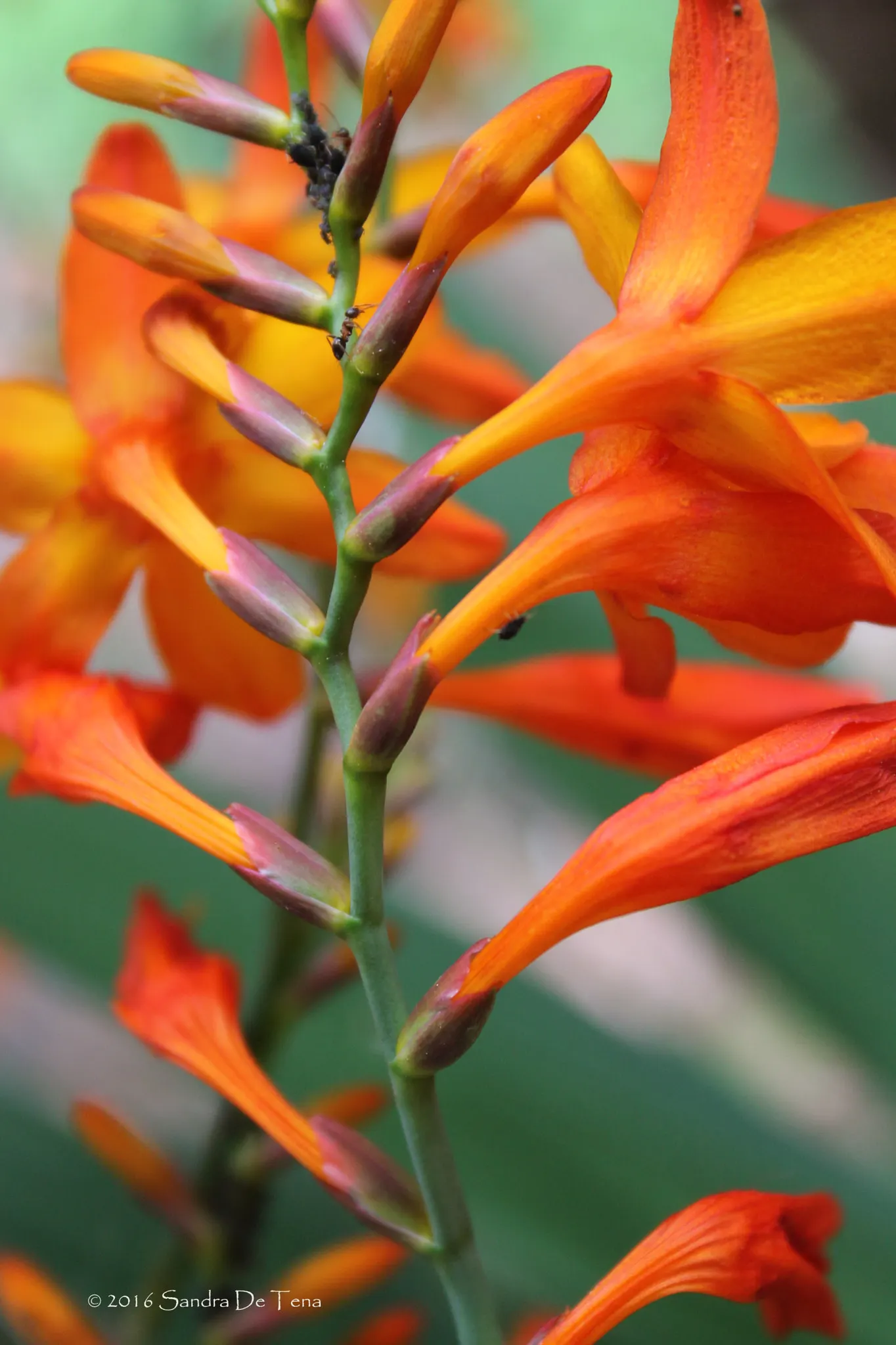 Montbretia (Crocosmia X `Emily Mckenzie`) — incorporating Montbretia `Emily McKenzie` offers an opportunity to create focal points with its warm tones