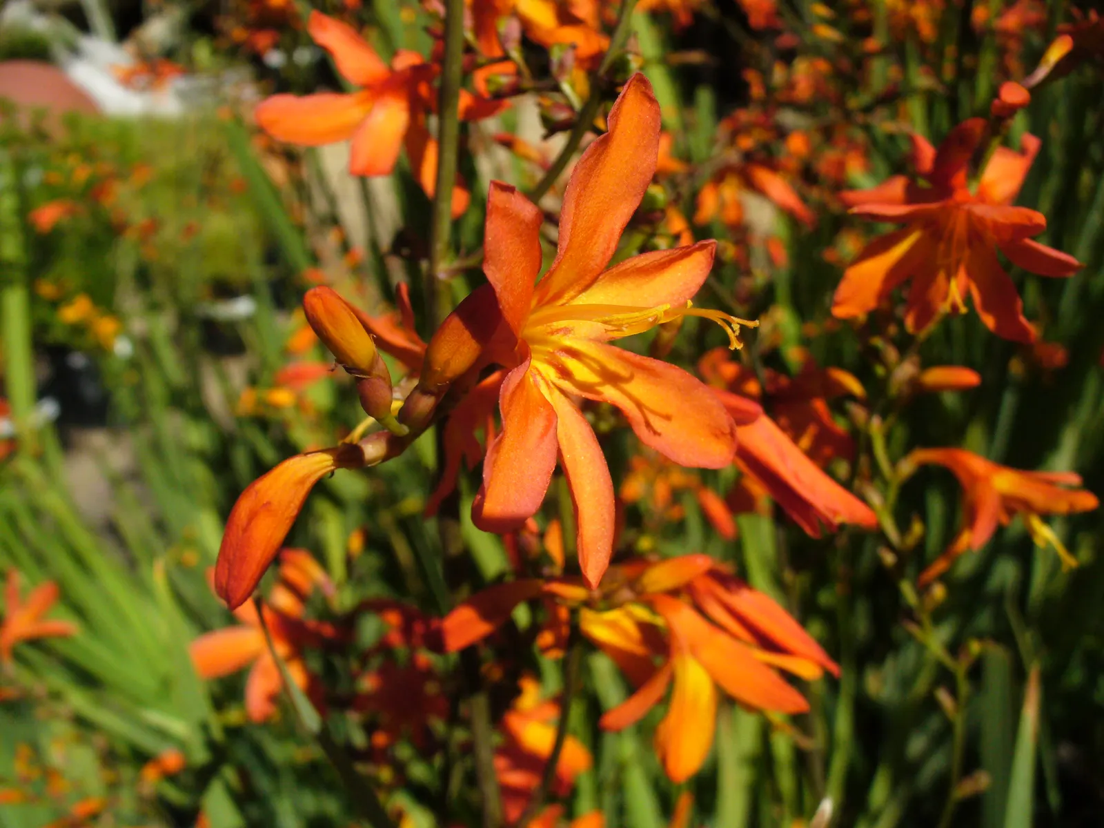 Montbretia (Crocosmia X `Emily Mckenzie`) — Attracts hummingbirds and is deer-resistant; ensuring a commanding presence from midsummer to early, image 58