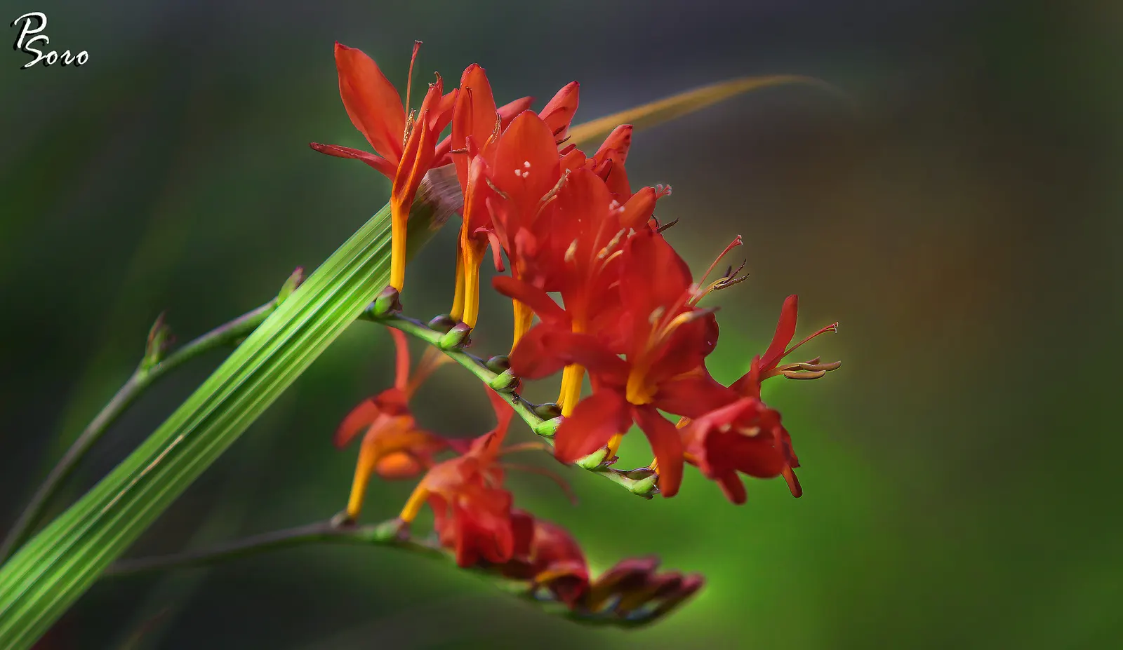 Montbretia (Crocosmia X `Emily Mckenzie`) — making it a captivating feature in beds; and highlighting its resistance to deer