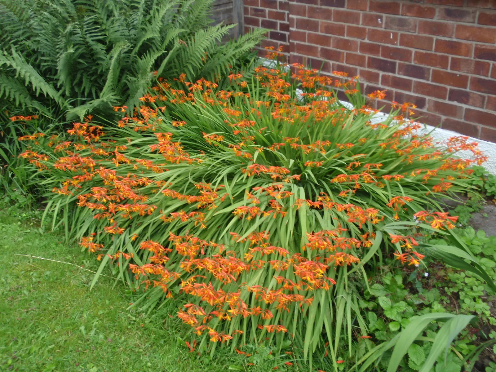 Montbretia (Crocosmia X `Emily Mckenzie`) — bulb / perennial for full or half; can ensure this Crocosmia remains a beloved and enduring component of their