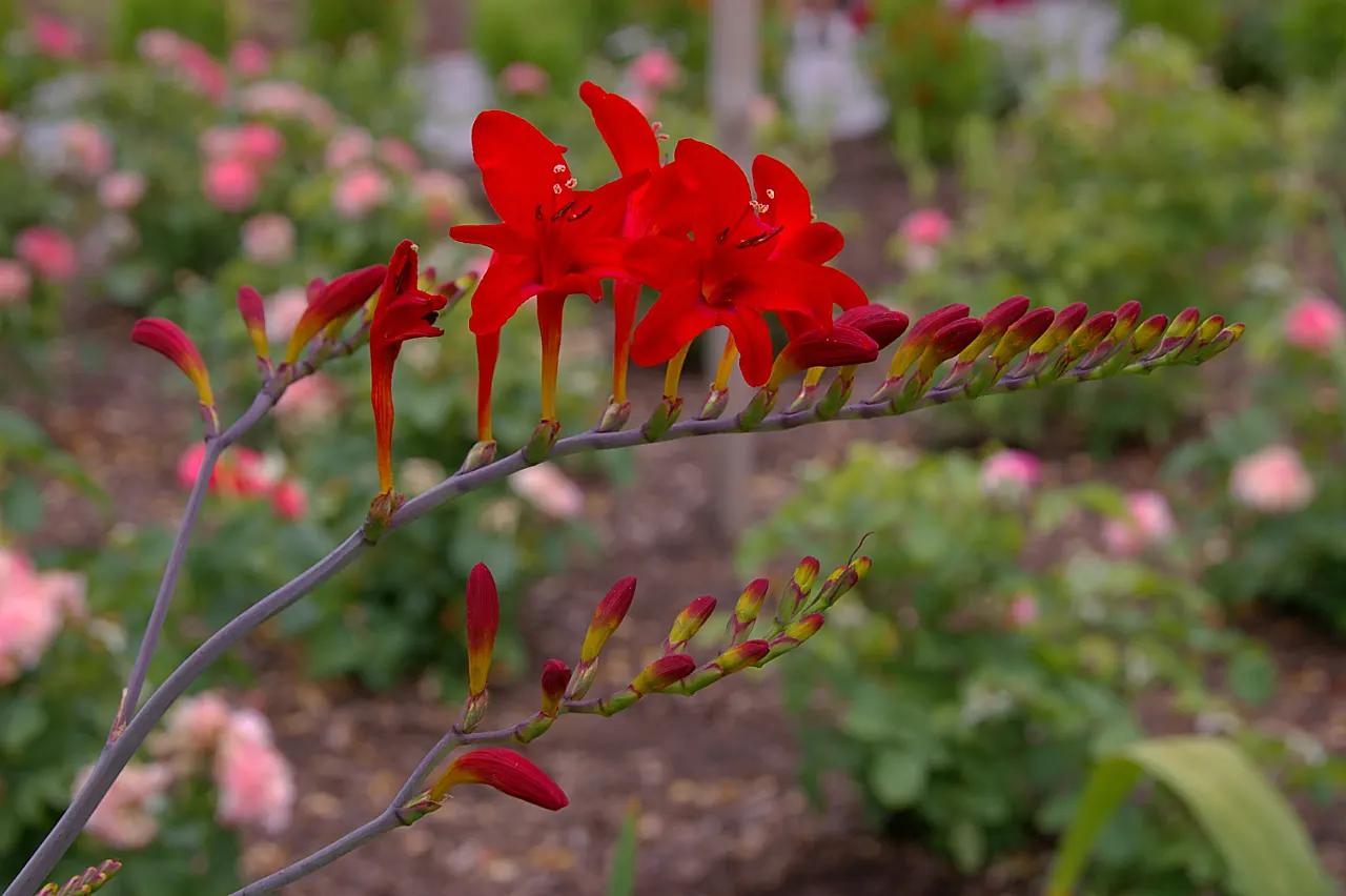 Montbretia (Crocosmia X `Emily Mckenzie`) — this cultivar shines with its distinctive; commonly known as Montbretia, image 87