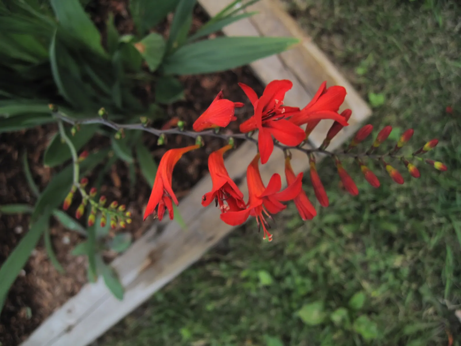 Montbretia (Crocosmia X `Emily Mckenzie`) — Hardy in Zones 5-9, it requires moderate watering and winter mulch in colder areas; a backdrop of evergreen shrubs