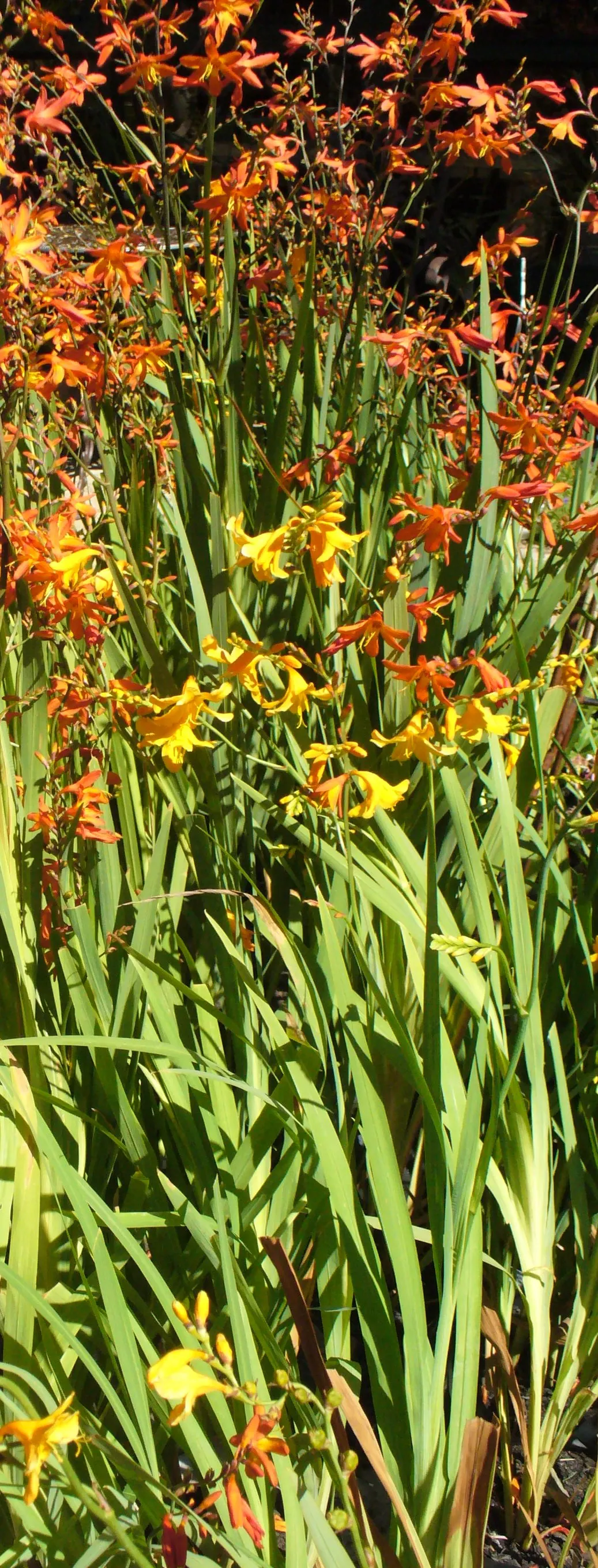 Montbretia (Crocosmia X `Emily Mckenzie`) — Reaches up to 2-3 feet in height and spreads 1-2 feet, perfect for borders and as accent plants