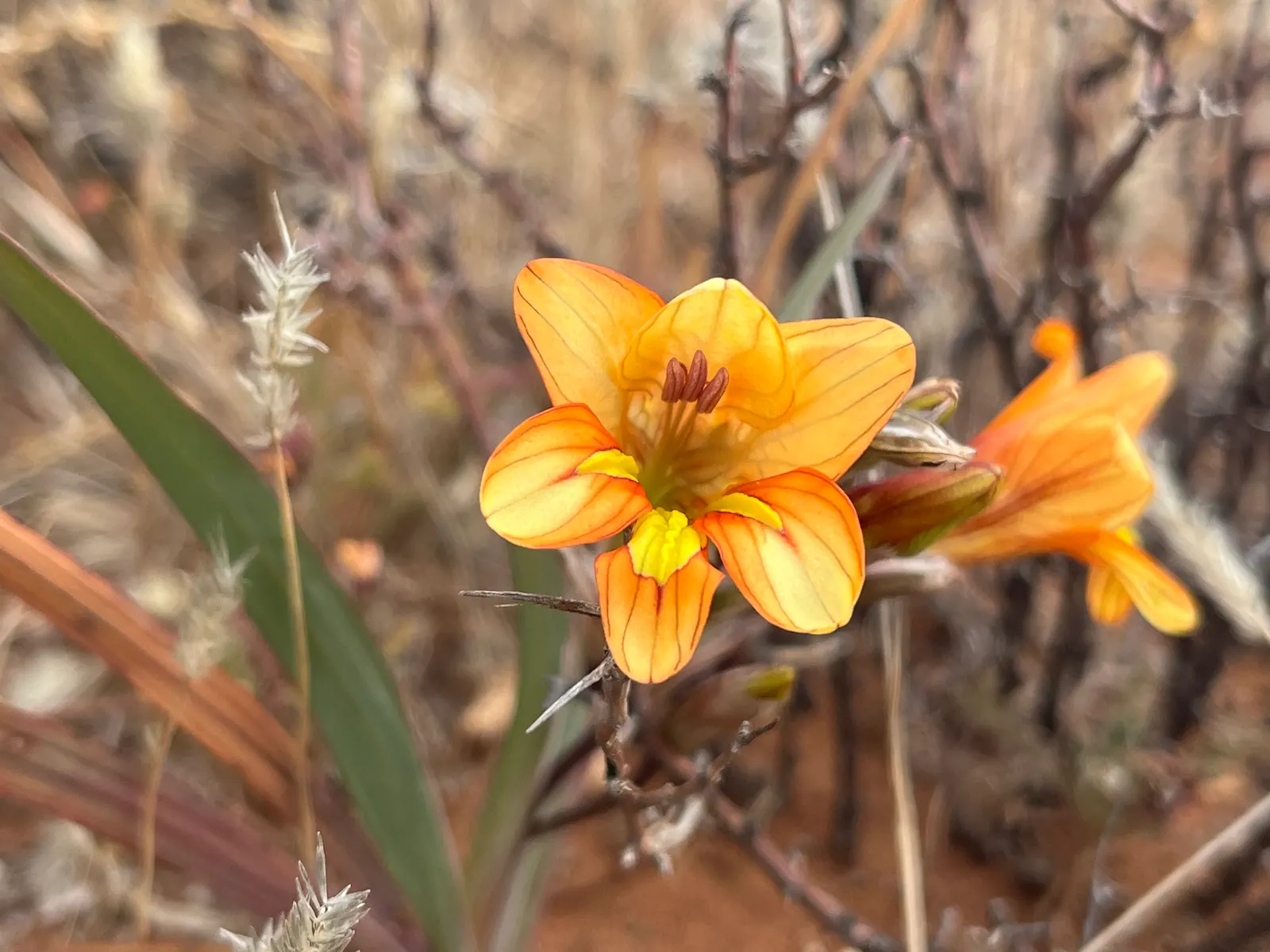Montbretia (Crocosmia X `Emily Mckenzie`) — though it may benefit from regular watering during dry spells; reaches up to 2-3 feet in height and, image 68