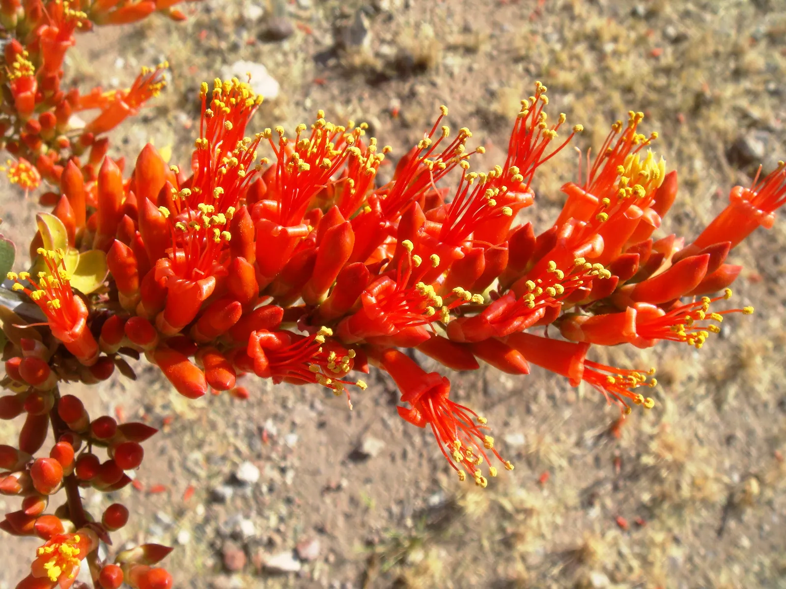 Ocotillo, Coachman's Whip (Fouquieria Splendens) — making it a perfect choice for xeriscaping or a desert-themed garden; ocotillo requires, image 114