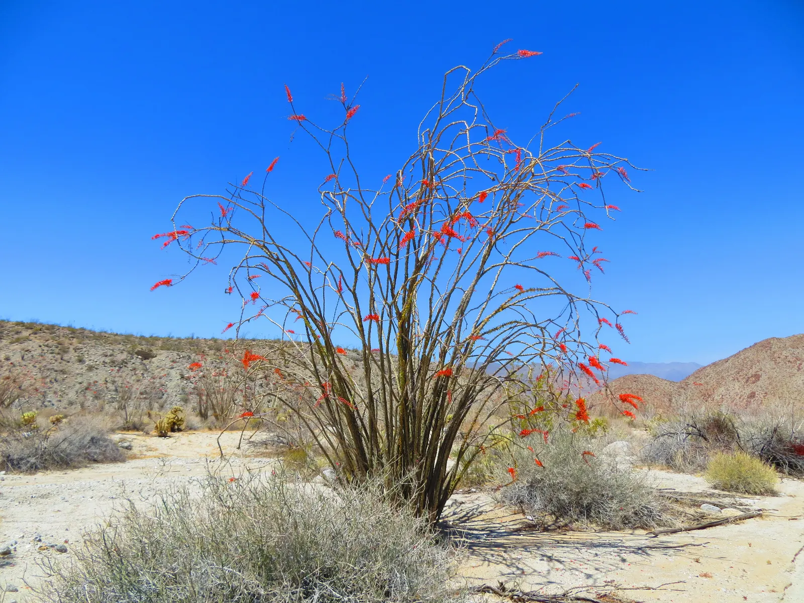Ocotillo, Coachman's Whip (Fouquieria Splendens) — commonly referred to as Coachwhip or by its scientific name; which can swiftly fall off in, image 100