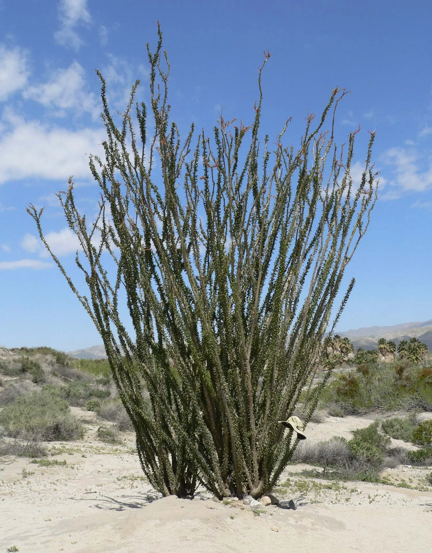 Ocotillo, Coachman's Whip (Fouquieria Splendens) — conserving vital moisture.<br><br>About 1.5 to 2 inches long, image 109