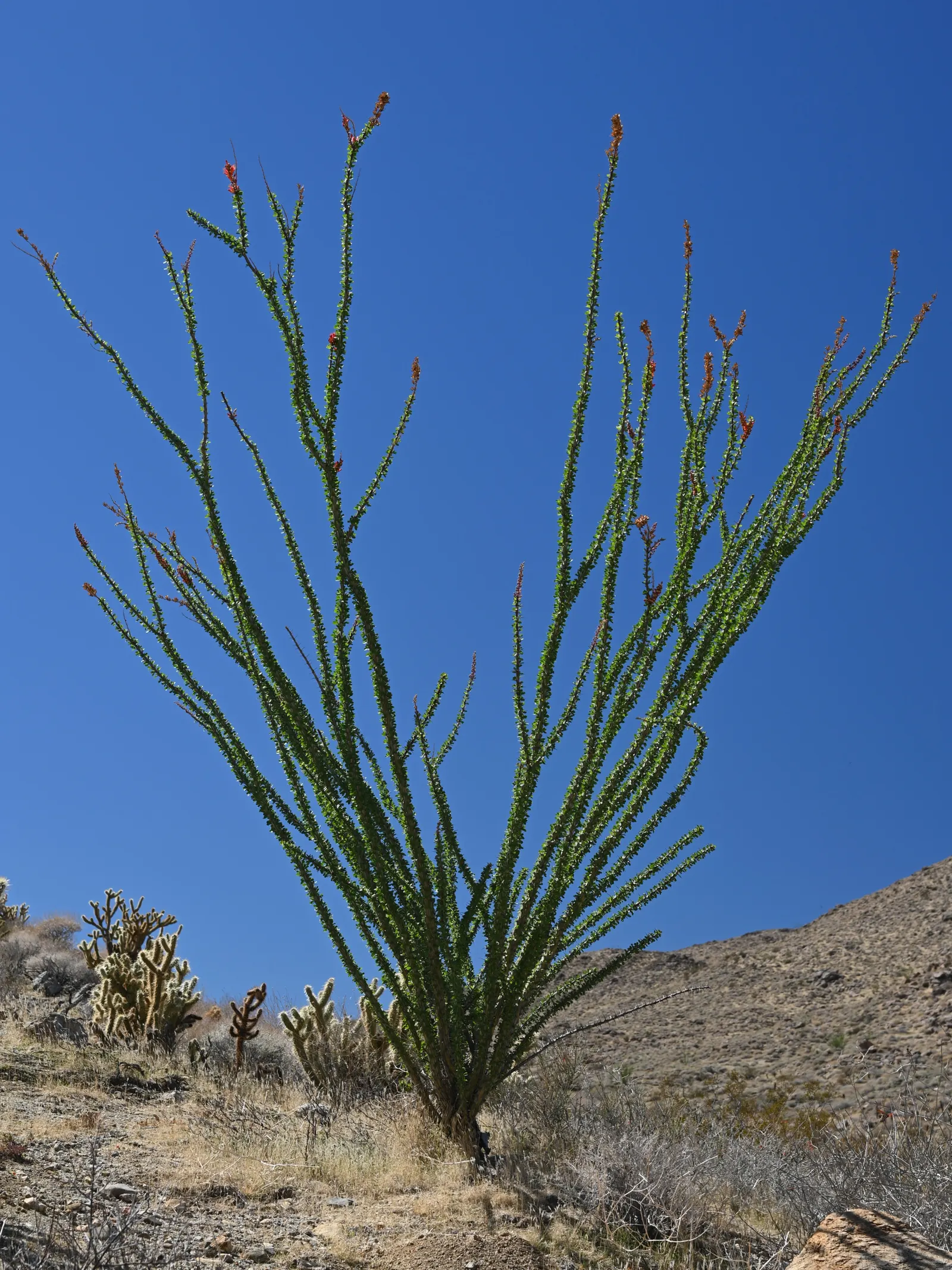Ocotillo, Coachman's Whip (Fouquieria Splendens) — With minimal water requirements once established; whip-like canes that burst with fiery red, image 85