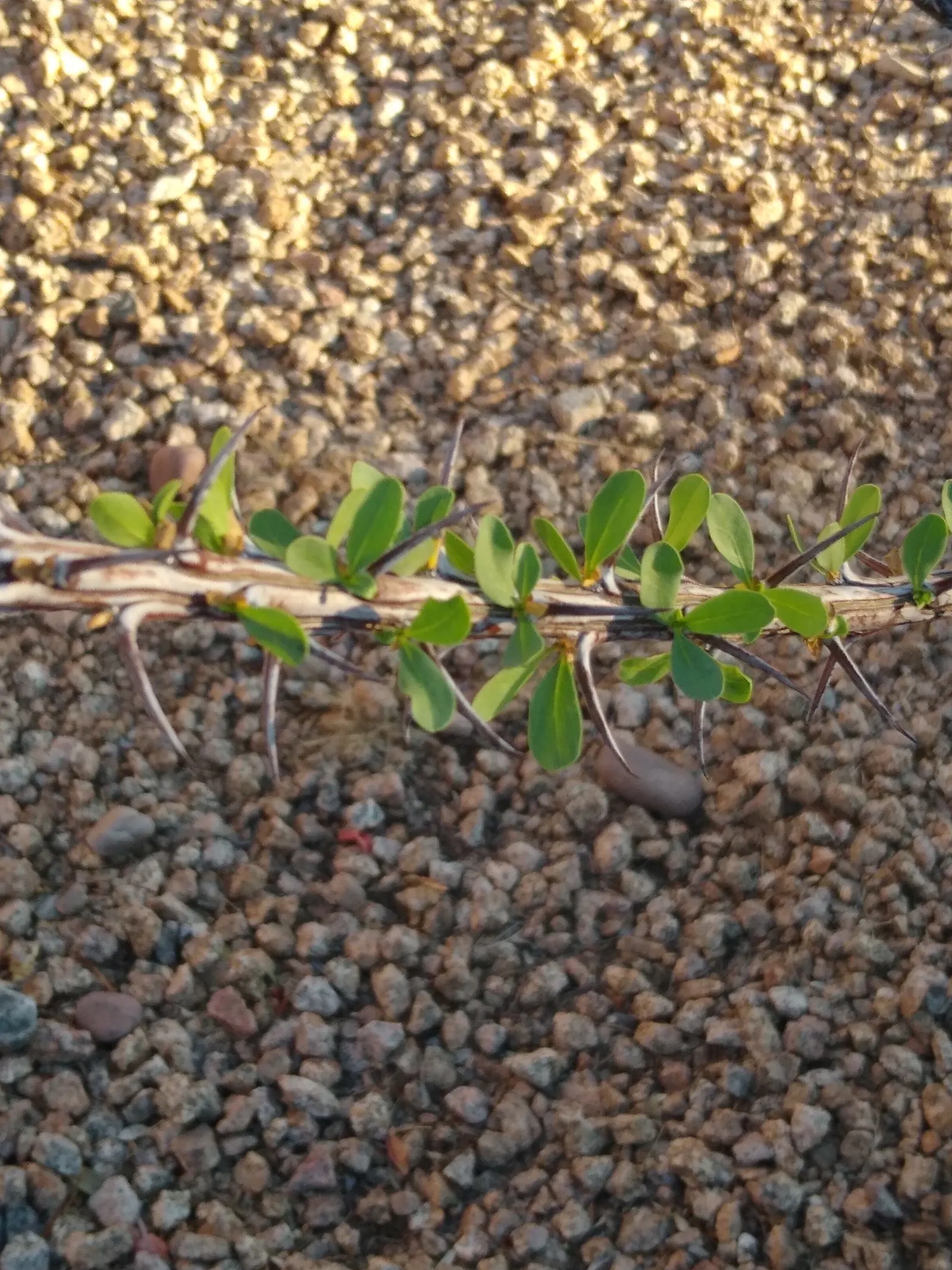 Ocotillo, Coachman's Whip (Fouquieria Splendens) — Thrives in well-drained soils; full sun; USDA Zone 7-11; consider the Ocotillo's unique, image 97