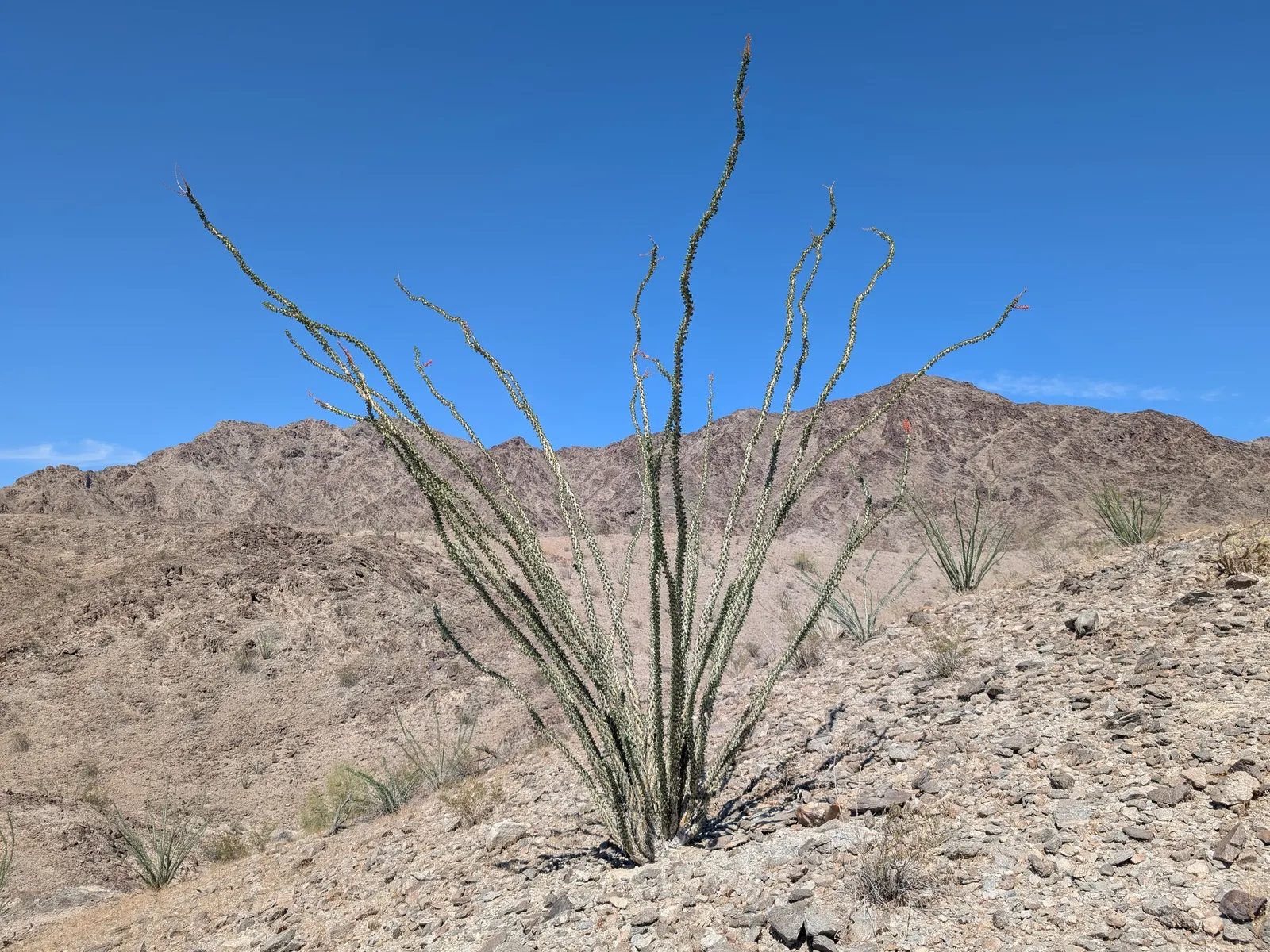 Ocotillo, Coachman's Whip (Fouquieria Splendens) — Be mindful to place it at a safe distance from pedestrian paths to avoid interaction with its, image 90