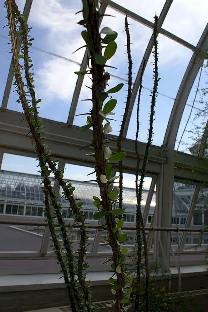 Ocotillo, Coachman's Whip (Fouquieria Splendens) — is a distinctive plant native to the Southwestern United States and Northern Mexico; hardiness, image 101