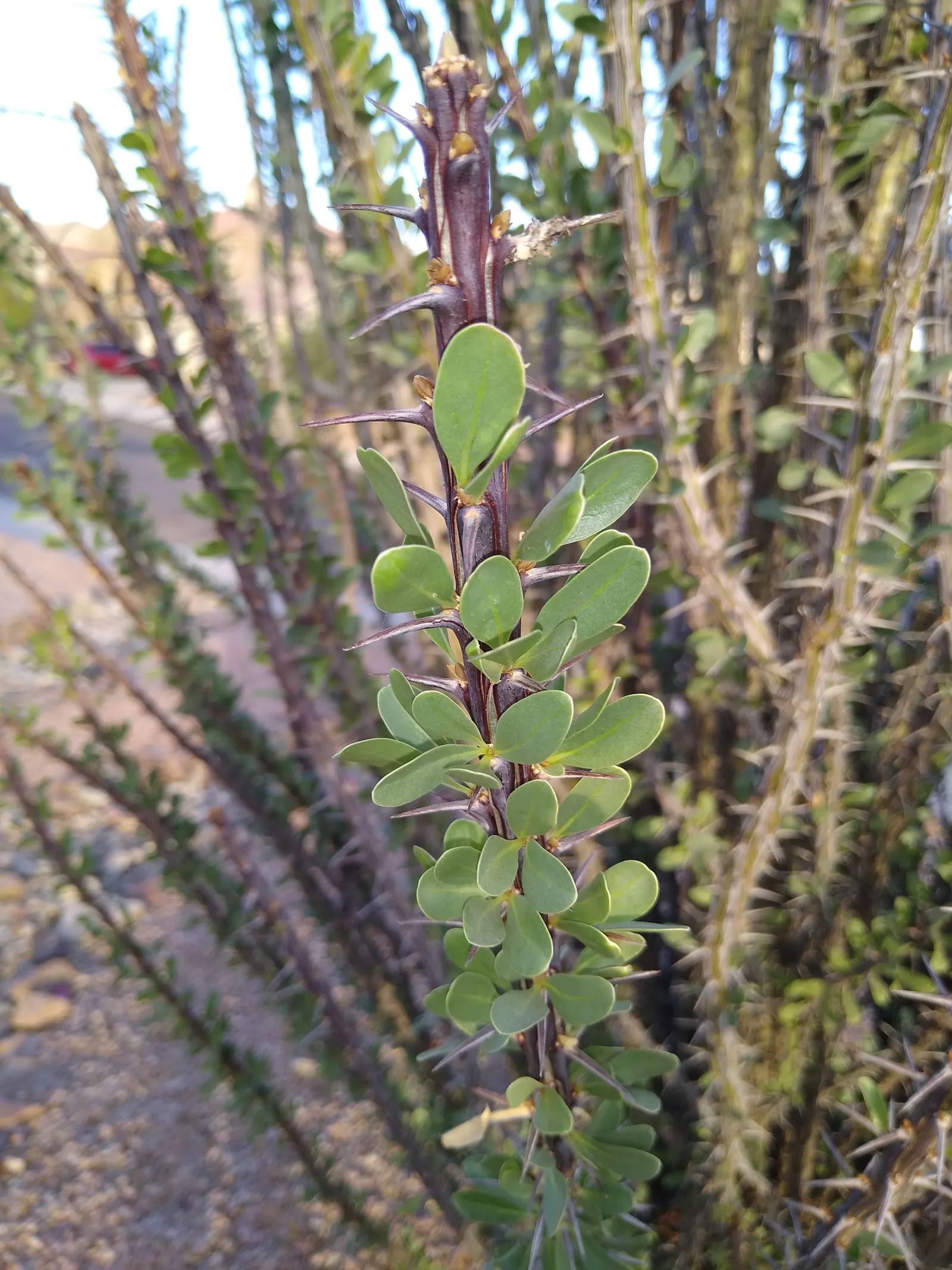 Ocotillo, Coachman's Whip (Fouquieria Splendens) — Hardiness is rated for USDA zones 8 through 11; but is not necessary for the survival of this, image 115