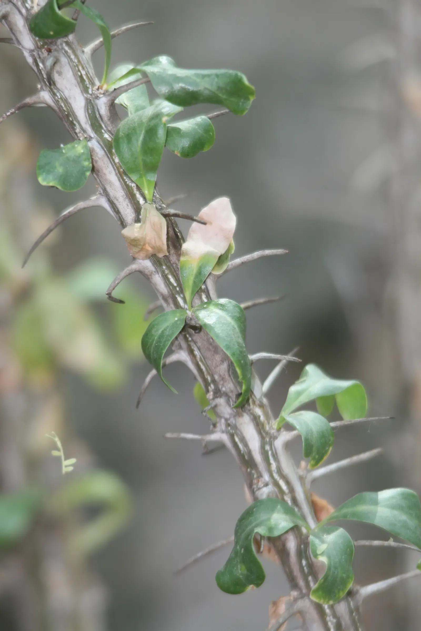 Ocotillo, Coachman's Whip (Fouquieria Splendens) — which can swiftly fall off in response to drought; known for its striking appearance and, image 108