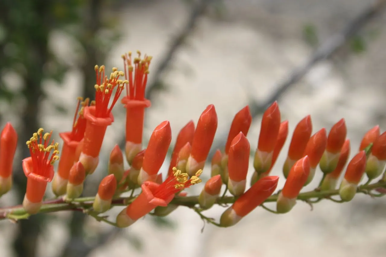 Ocotillo, Coachman's Whip (Fouquieria Splendens) — Its growth habit is characterized by a cluster of long; and are a known hummingbird attractant, image 105