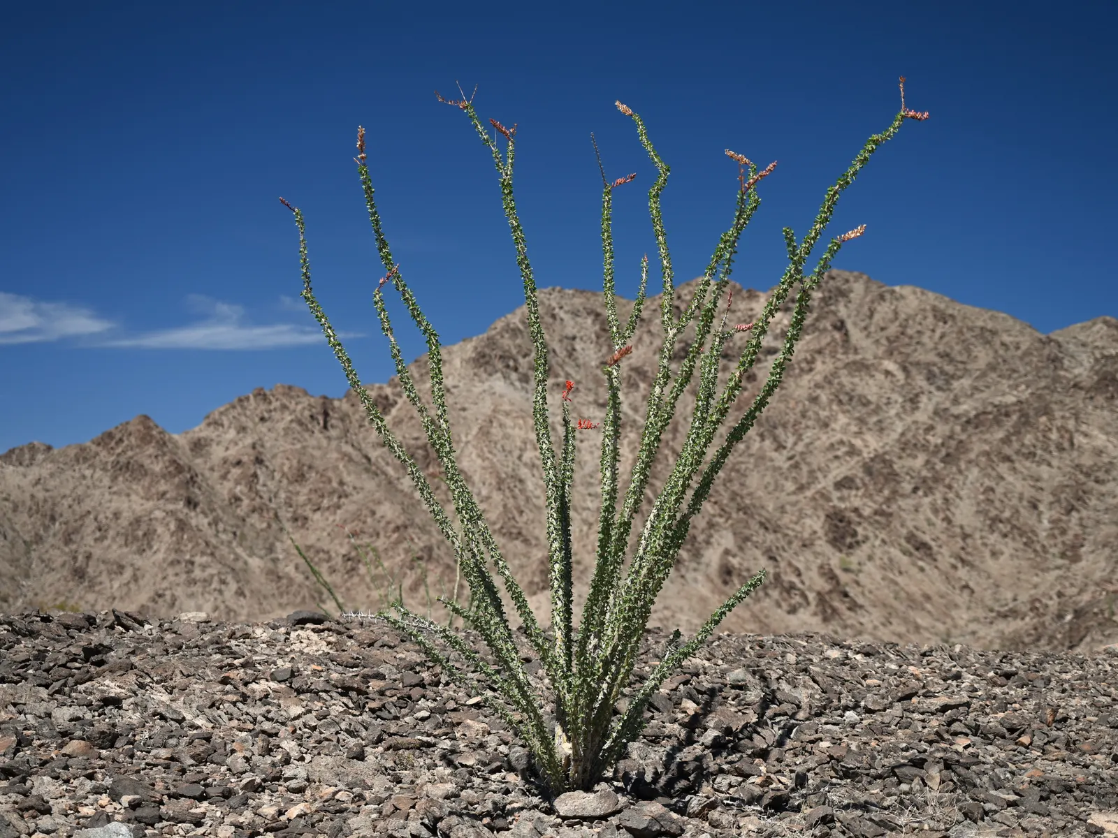 Ocotillo, Coachman's Whip (Fouquieria Splendens) — Hardiness is rated for USDA zones 8 through 11; but is not necessary for the survival of this, image 84