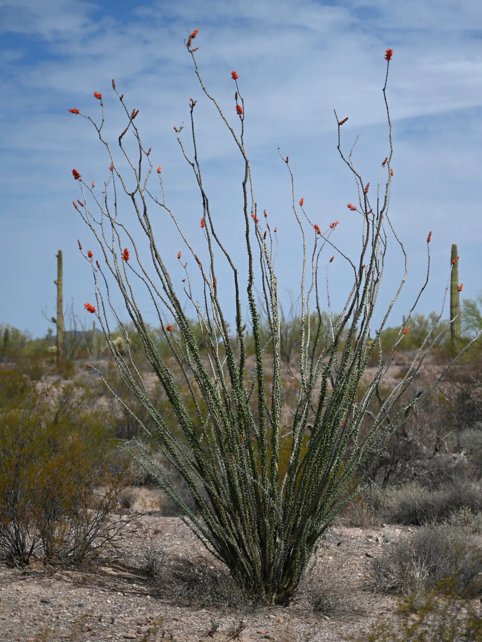 Ocotillo, Coachman's Whip (Fouquieria Splendens) — Ocotillo requires well-drained soil and thrives in full sun exposure; spine-covered canes that, image 82