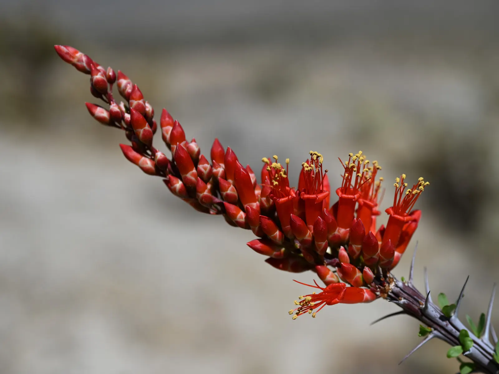 Ocotillo, Coachman's Whip (Fouquieria Splendens) — Low water needs once established