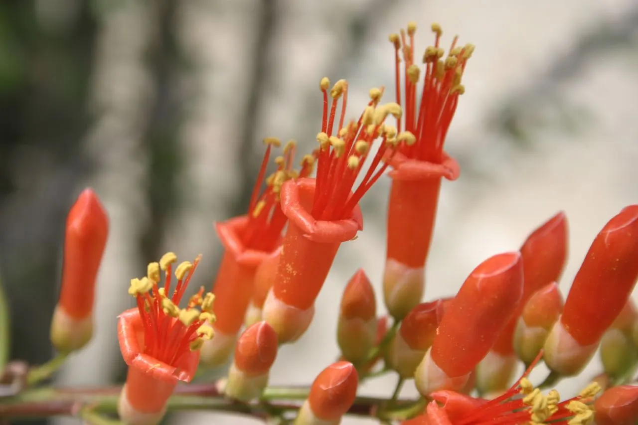 Ocotillo, Coachman's Whip (Fouquieria Splendens) — oval-shaped leaves along these canes; is a striking desert plant native to the Southwest USA, image 107