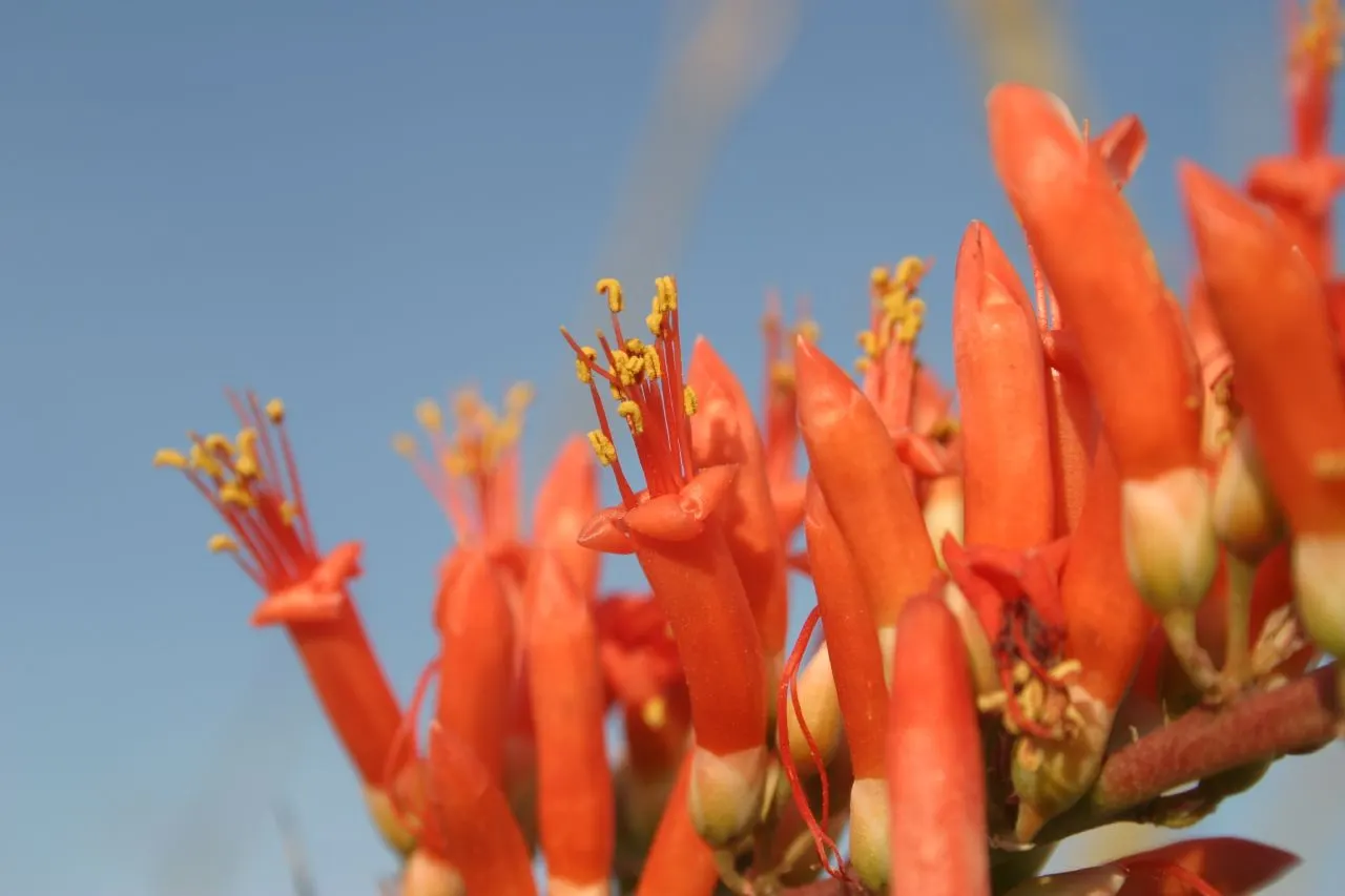 Ocotillo, Coachman's Whip (Fouquieria Splendens) — spine-covered canes that emerge from a central root crown; regular supplemental watering can, image 106
