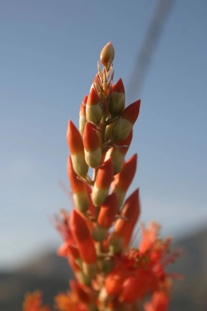 Ocotillo, Coachman's Whip (Fouquieria Splendens) — This perennial shrub can reach heights of up to 20 feet; low water needs once established, image 103