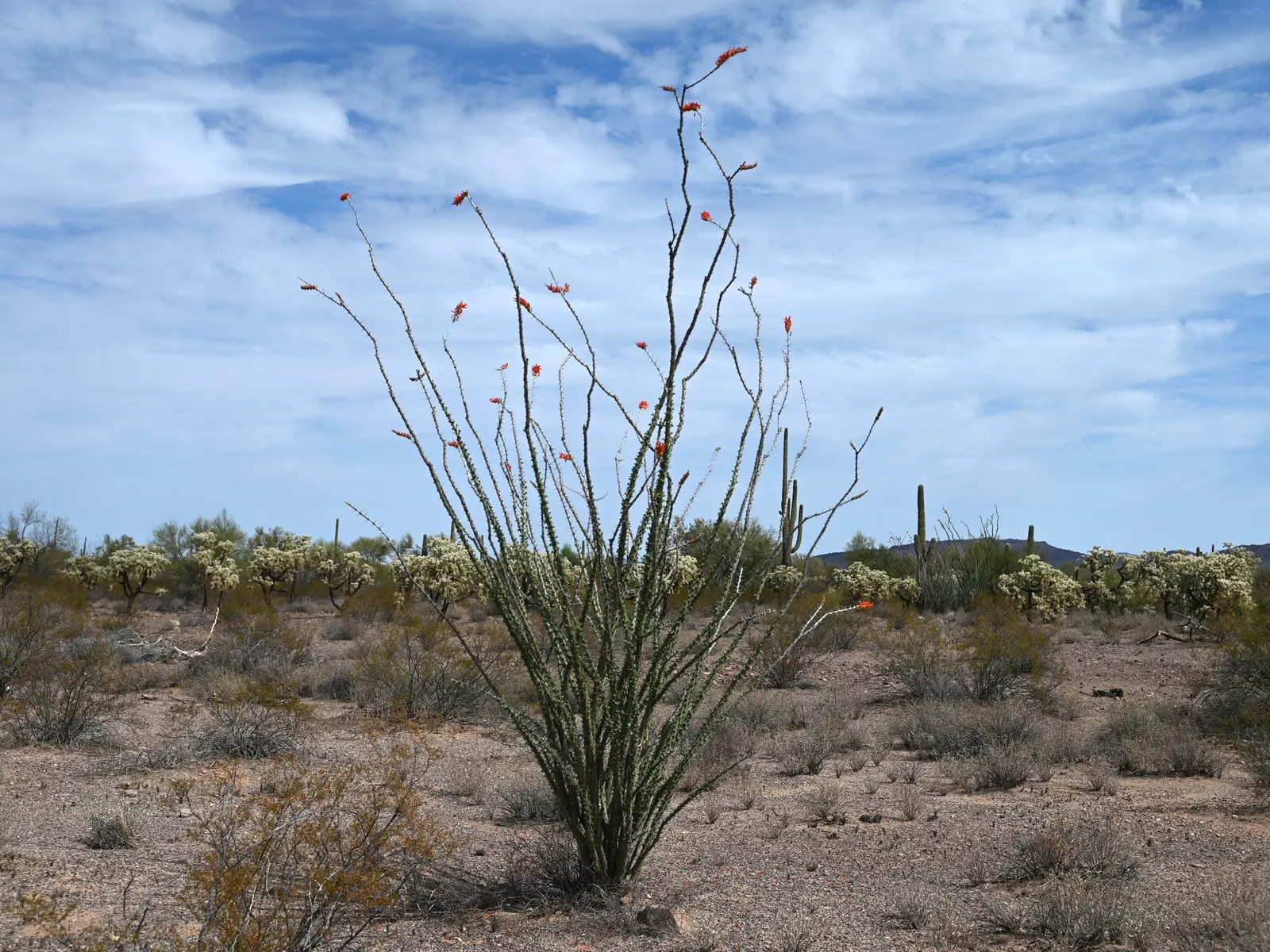 Ocotillo, Coachman's Whip (Fouquieria Splendens) — but is not necessary for the survival of this hardy specimen; succulent for full, image 89
