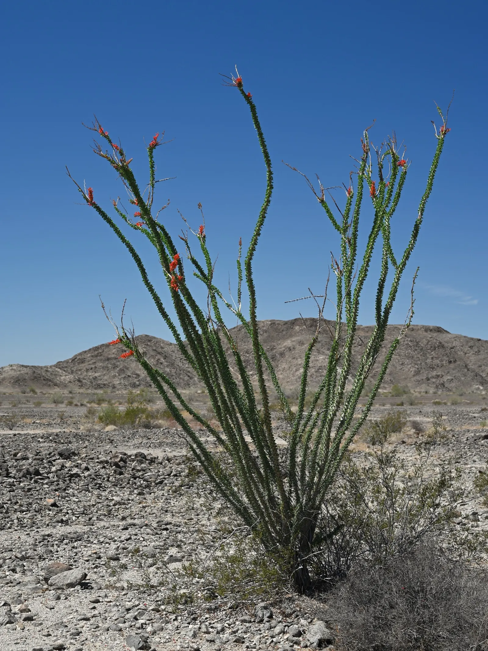 Ocotillo, Coachman's Whip (Fouquieria Splendens) — and are a known hummingbird attractant; ideal for xeriscaping, providing dramatic vertical, image 81