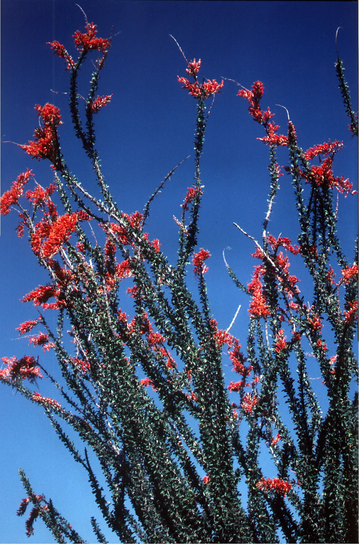 Ocotillo, Coachman's Whip (Fouquieria Splendens) — Low water needs once established; the Ocotillo (Fouquieria splendens), image 98