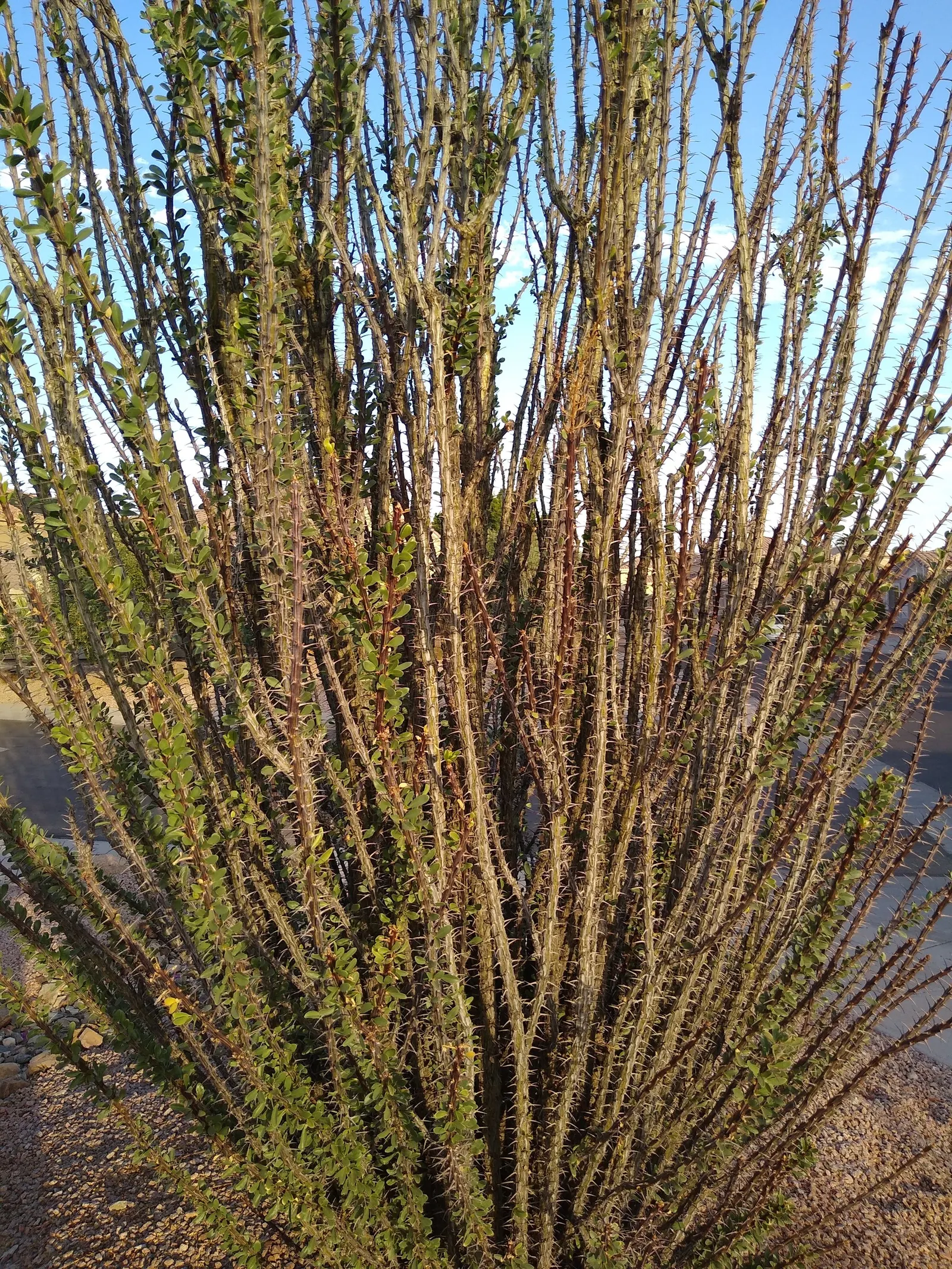 Ocotillo, Coachman's Whip (Fouquieria Splendens) — conserving vital moisture.<br><br>About 1.5 to 2 inches long, image 78