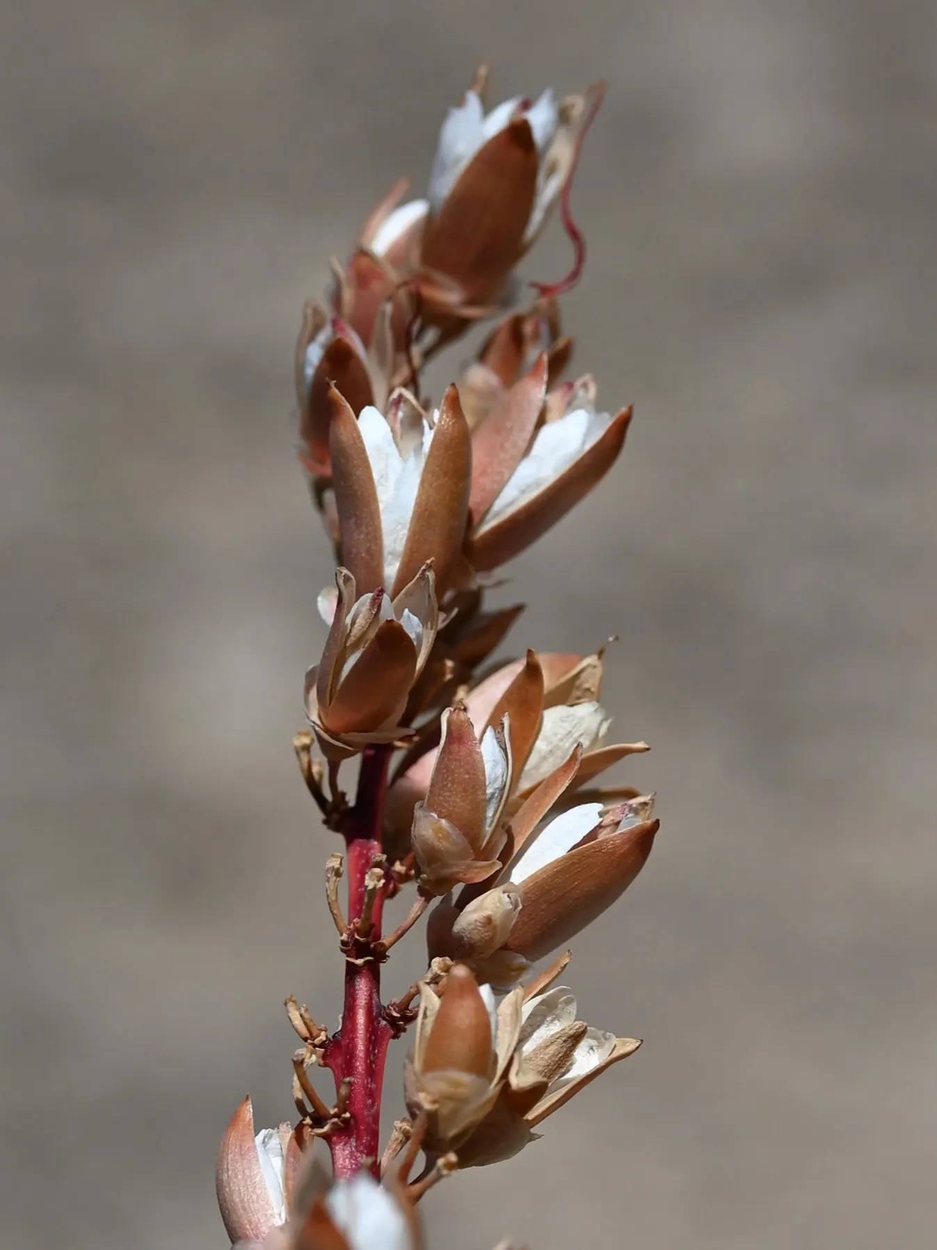 Ocotillo, Coachman's Whip (Fouquieria Splendens) — making it a perfect choice for xeriscaping or a desert-themed garden; ocotillo requires, image 83
