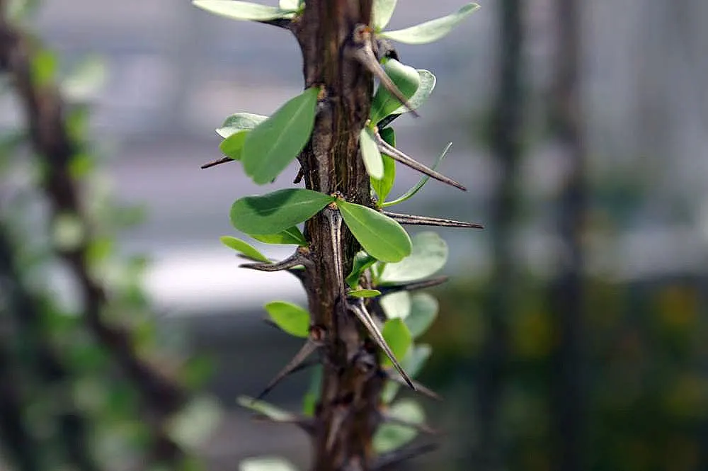 Ocotillo, Coachman's Whip (Fouquieria Splendens) — with a spread of approximately 10 feet when fully mature; its growth habit is characterized by a, image 104