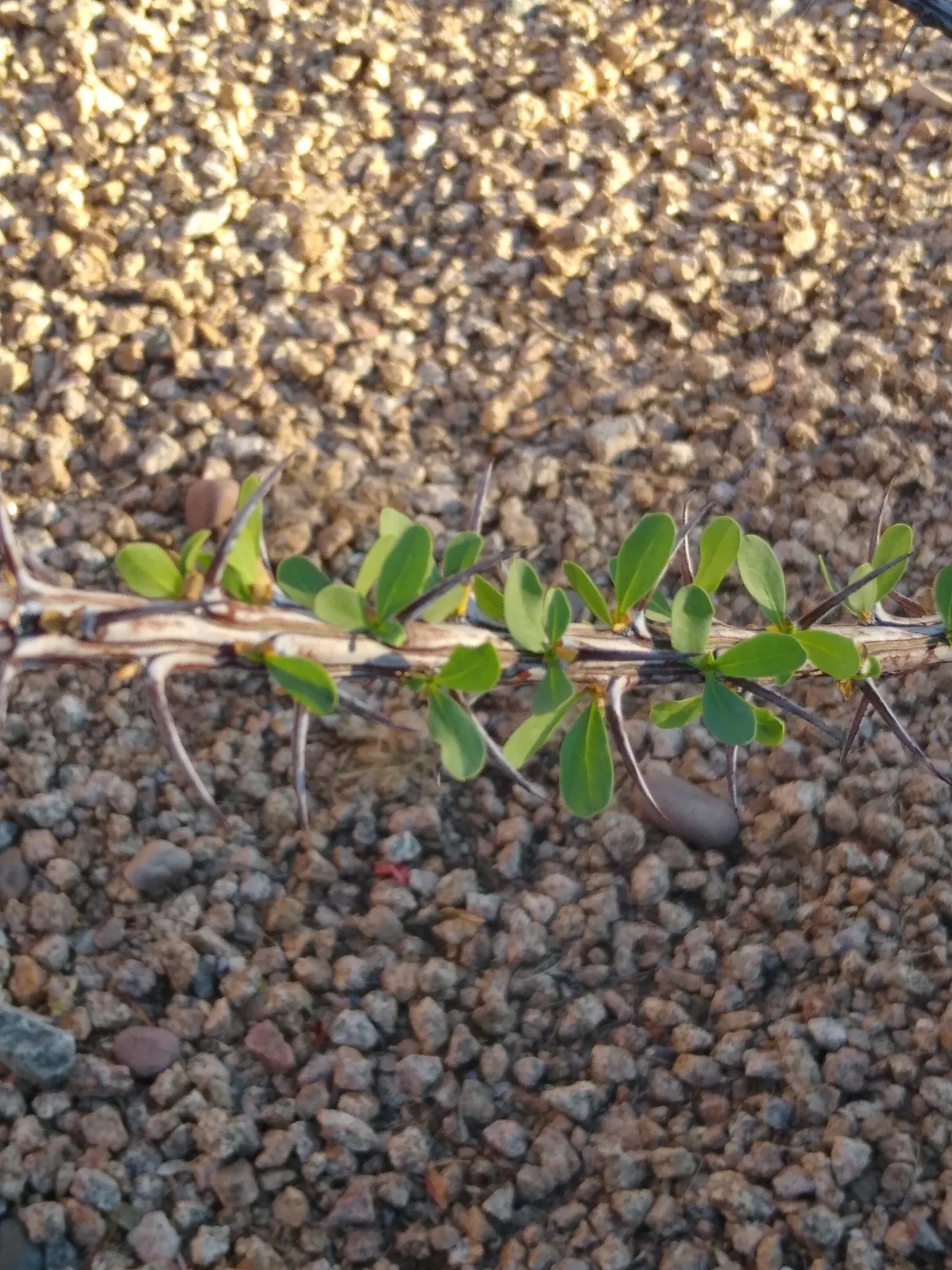 Ocotillo, Coachman's Whip (Fouquieria Splendens) — Ideal for xeriscaping, providing dramatic vertical accents in arid garden designs; is a, image 99