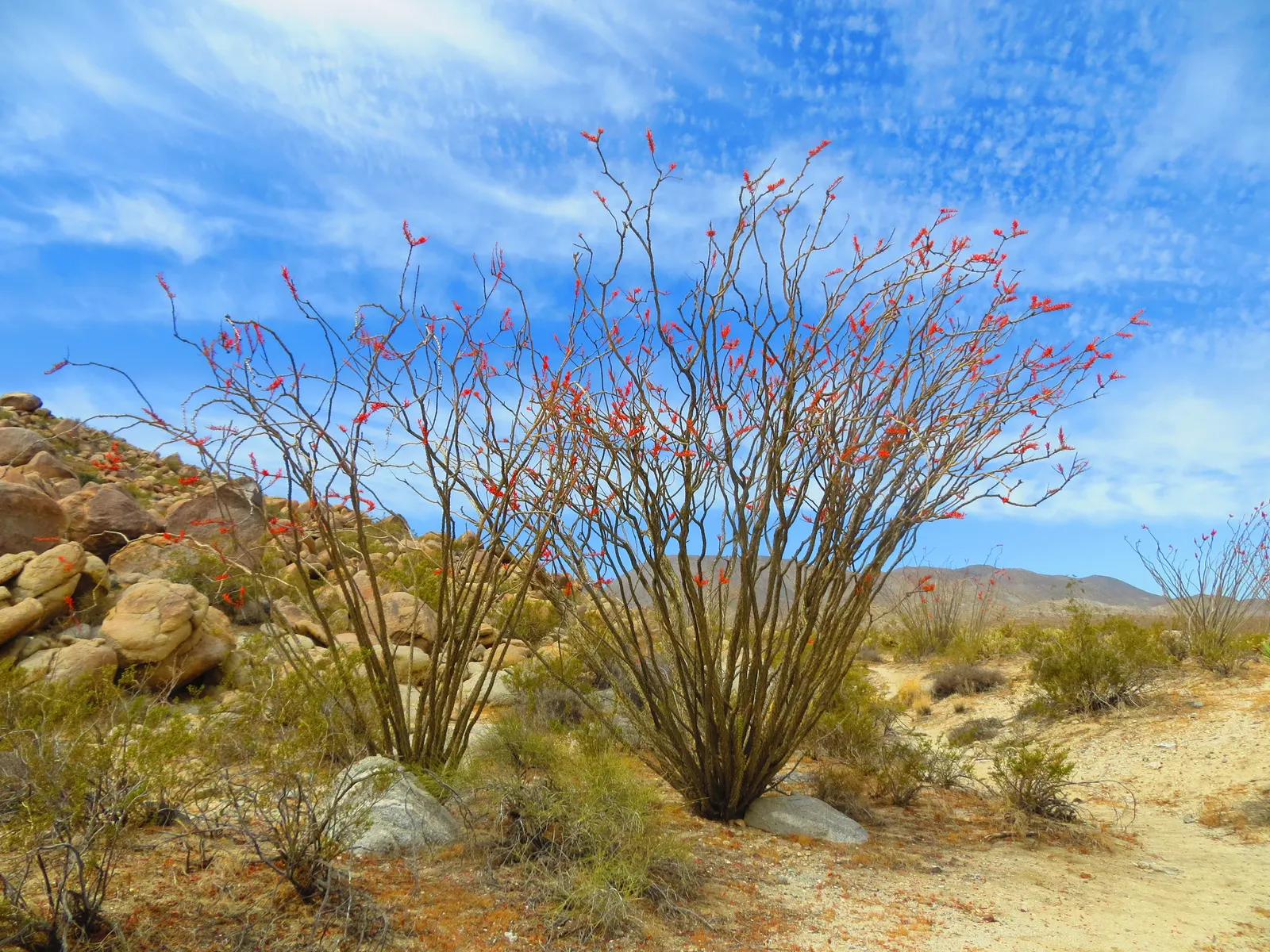 Ocotillo, Coachman's Whip (Fouquieria Splendens) — known for its striking appearance and adaptability to arid conditions; orange and red flowers in, image 102