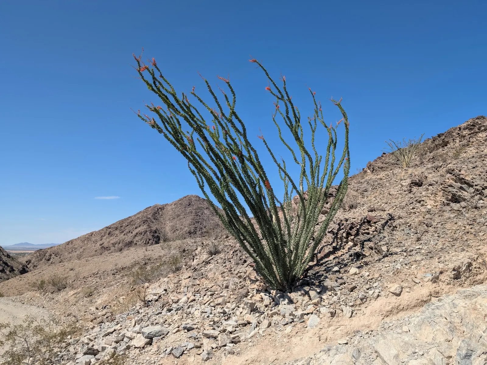 Ocotillo, Coachman's Whip (Fouquieria Splendens) — it practically embodies the very essence of water-wise landscaping.<br><br>When designing a, image 86