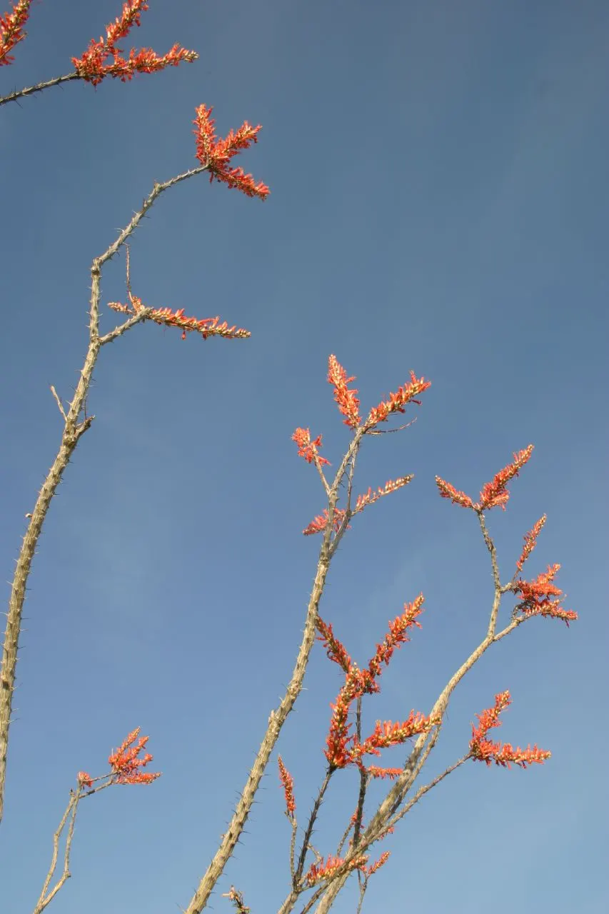 Ocotillo, Coachman's Whip (Fouquieria Splendens) — which typically bloom from March to June; succulent with orange and red blooms, image 111