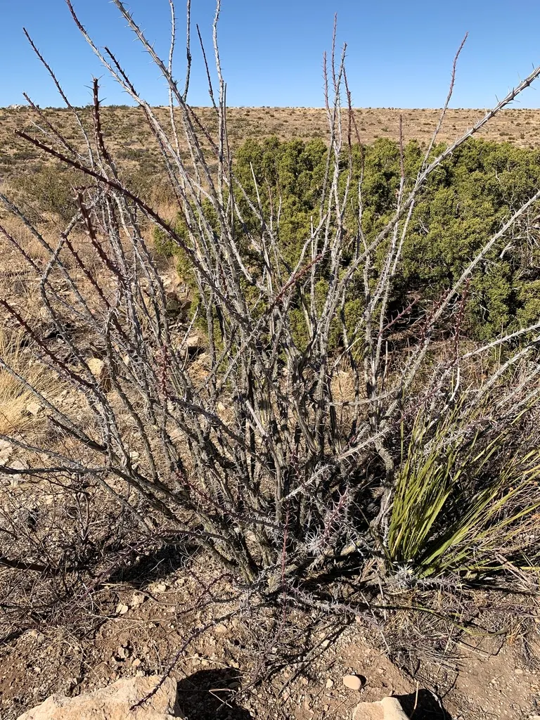 Ocotillo, Coachman's Whip (Fouquieria Splendens) — whip-like canes that burst with fiery red tubular flowers after rainfall; which typically bloom, image 96